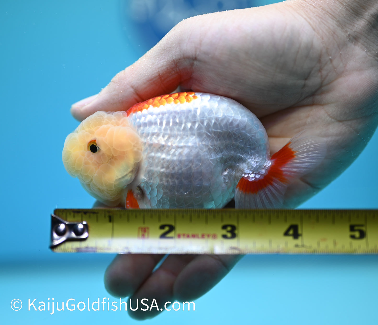 Lemon Head Red White Buffalo Ranchu 4-4.5 inches (240119_RC05) - Kaiju Goldfish USA