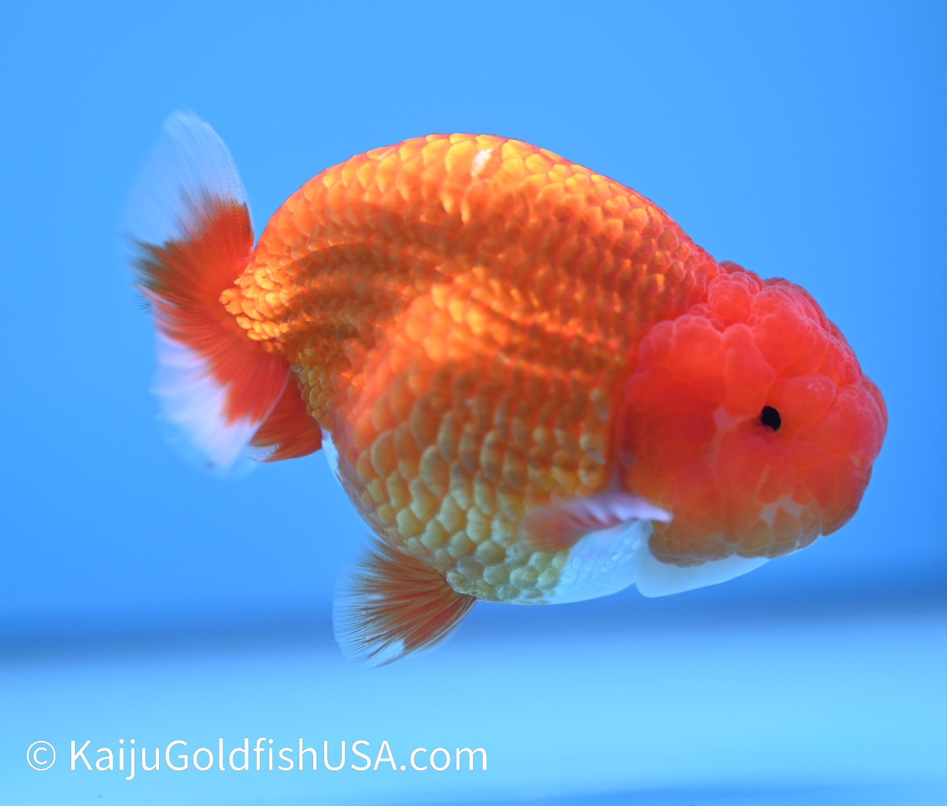 Red White Buffalo Ranchu 3.5-4 inches (240119_RC06) - Kaiju Goldfish USA