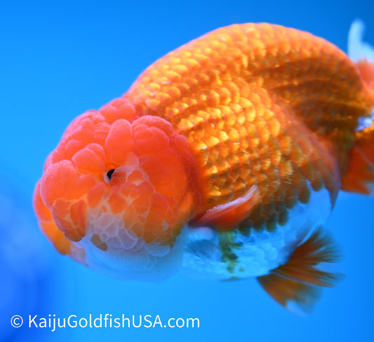 Red White Buffalo Ranchu 3.5-4 inches (240119_RC06) - Kaiju Goldfish USA