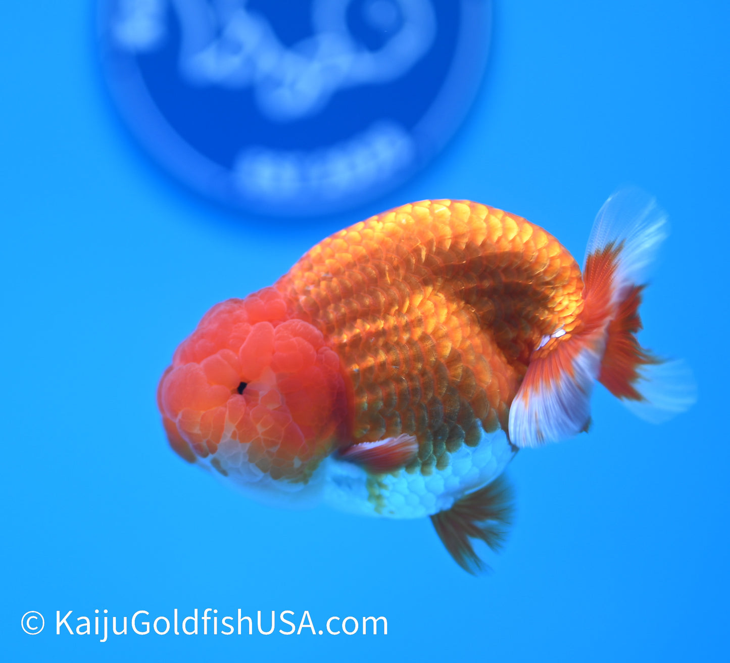 Red White Buffalo Ranchu 3.5-4 inches (240119_RC06) - Kaiju Goldfish USA