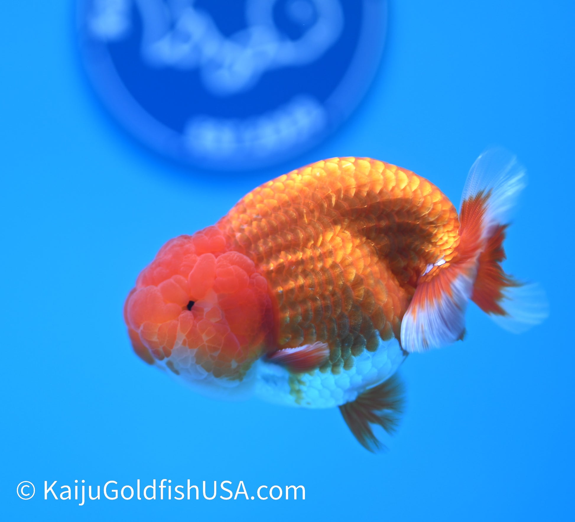 Red White Buffalo Ranchu 3.5-4 inches (240119_RC06) - Kaiju Goldfish USA