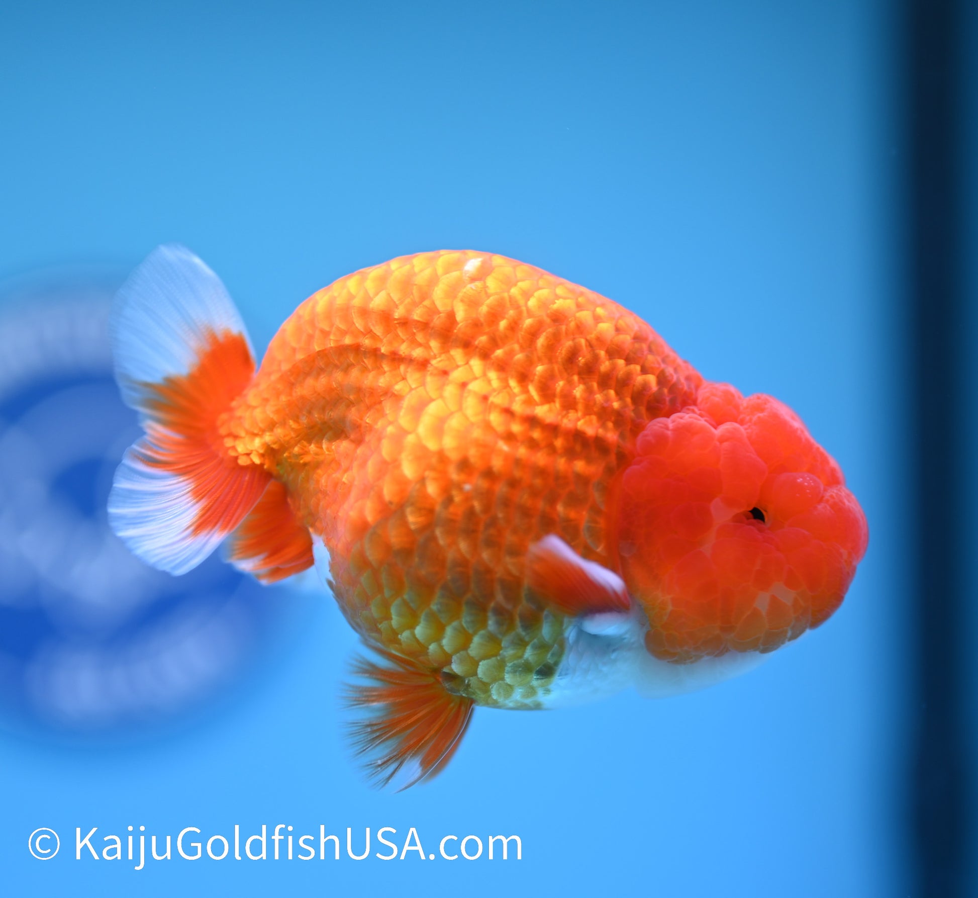 Red White Buffalo Ranchu 3.5-4 inches (240119_RC06) - Kaiju Goldfish USA