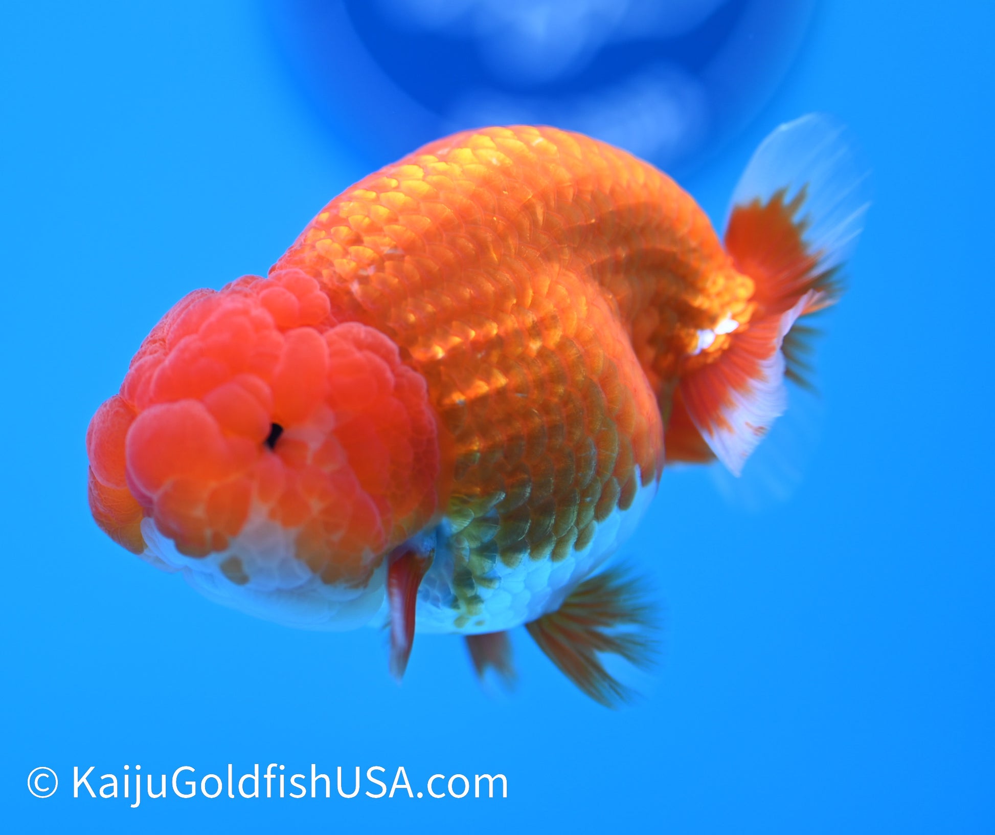 Red White Buffalo Ranchu 3.5-4 inches (240119_RC06) - Kaiju Goldfish USA