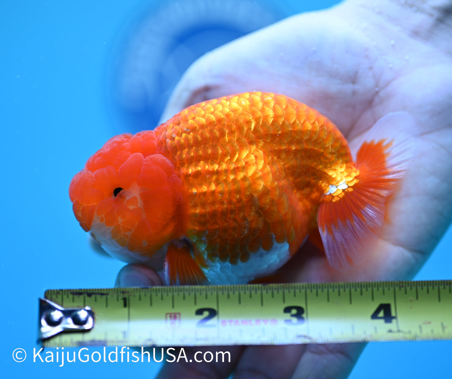 Red White Buffalo Ranchu 3.5-4 inches (240119_RC06) - Kaiju Goldfish USA