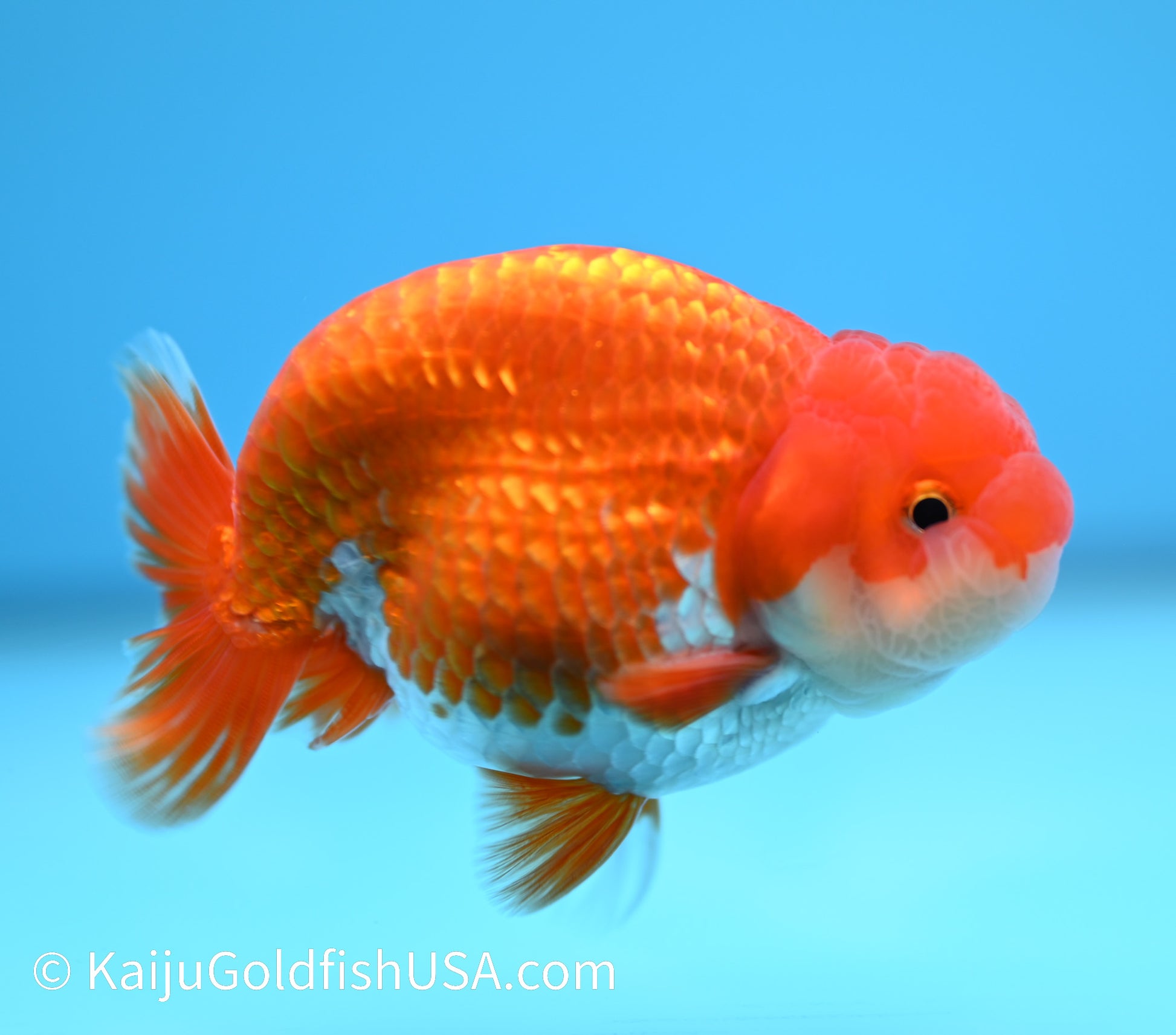 Red White Buffalo Ranchu 3.5-4 inches (240119_RC07) - Kaiju Goldfish USA