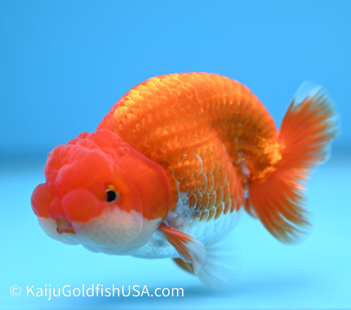 Red White Buffalo Ranchu 3.5-4 inches (240119_RC07) - Kaiju Goldfish USA