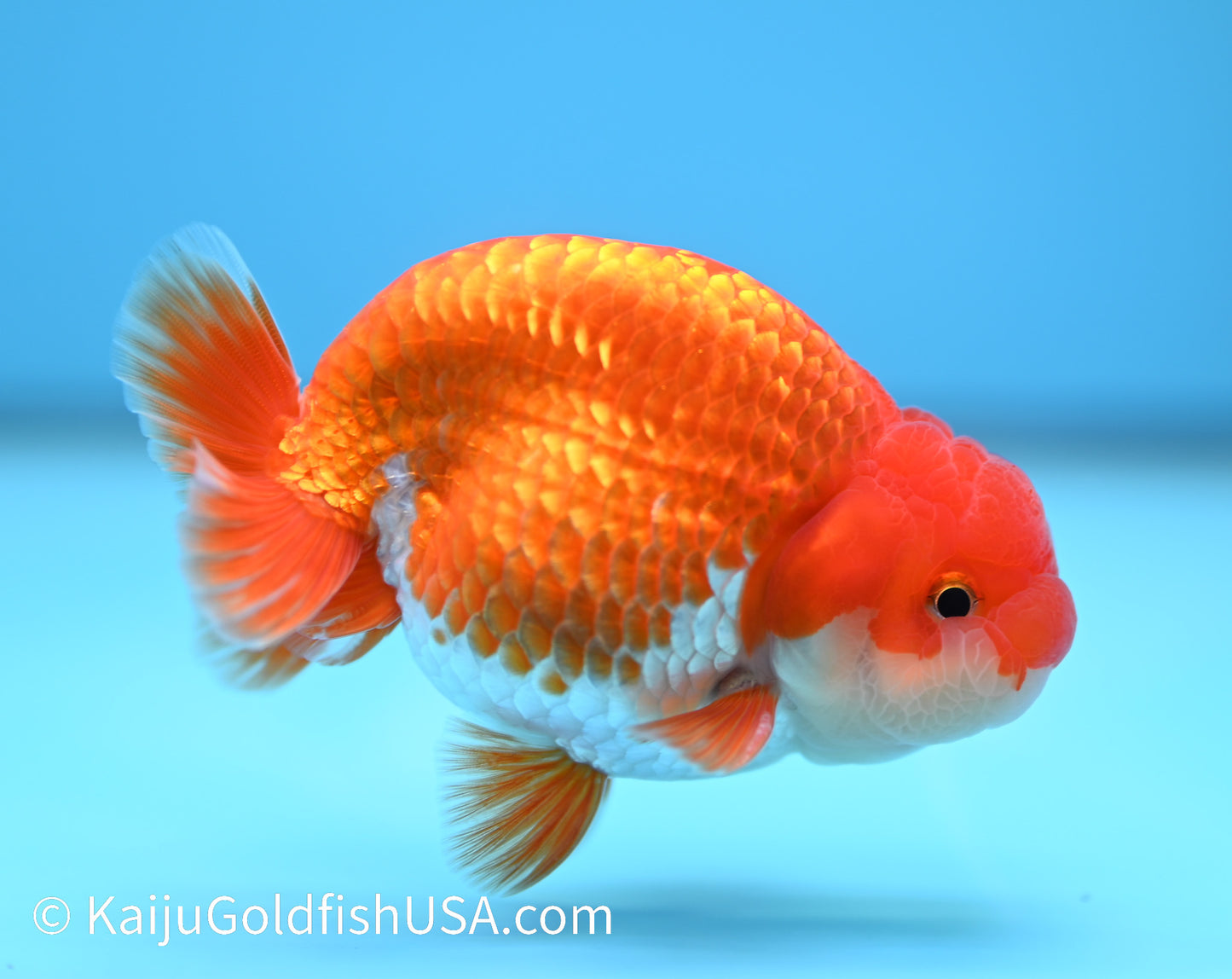 Red White Buffalo Ranchu 3.5-4 inches (240119_RC07) - Kaiju Goldfish USA