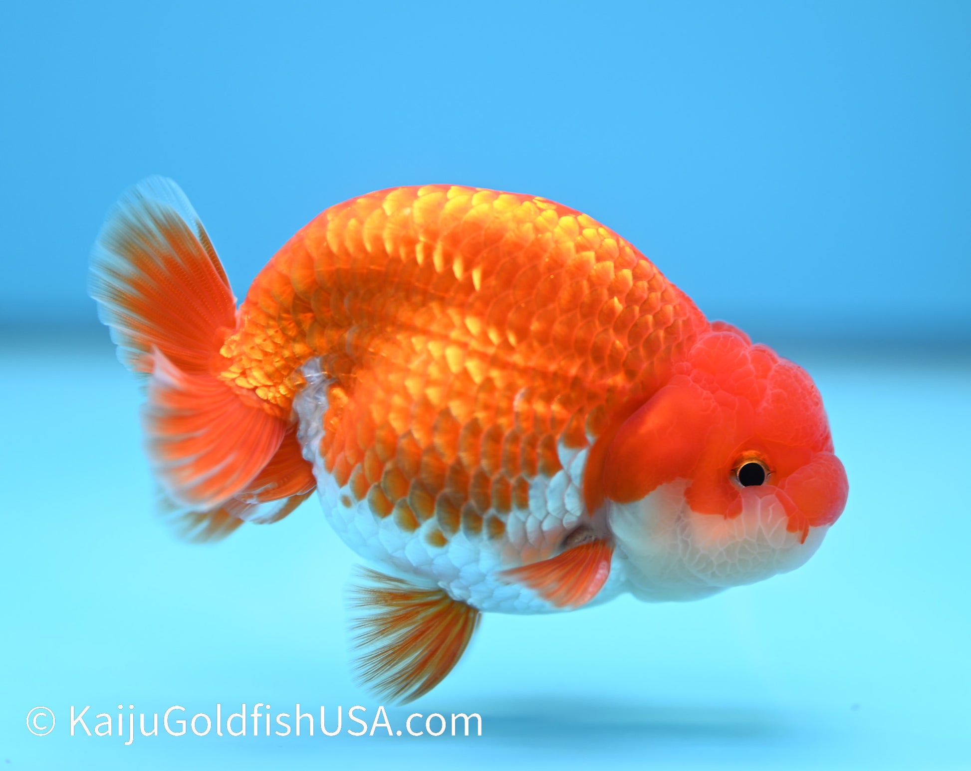 Red White Buffalo Ranchu 3.5-4 inches (240119_RC07) - Kaiju Goldfish USA