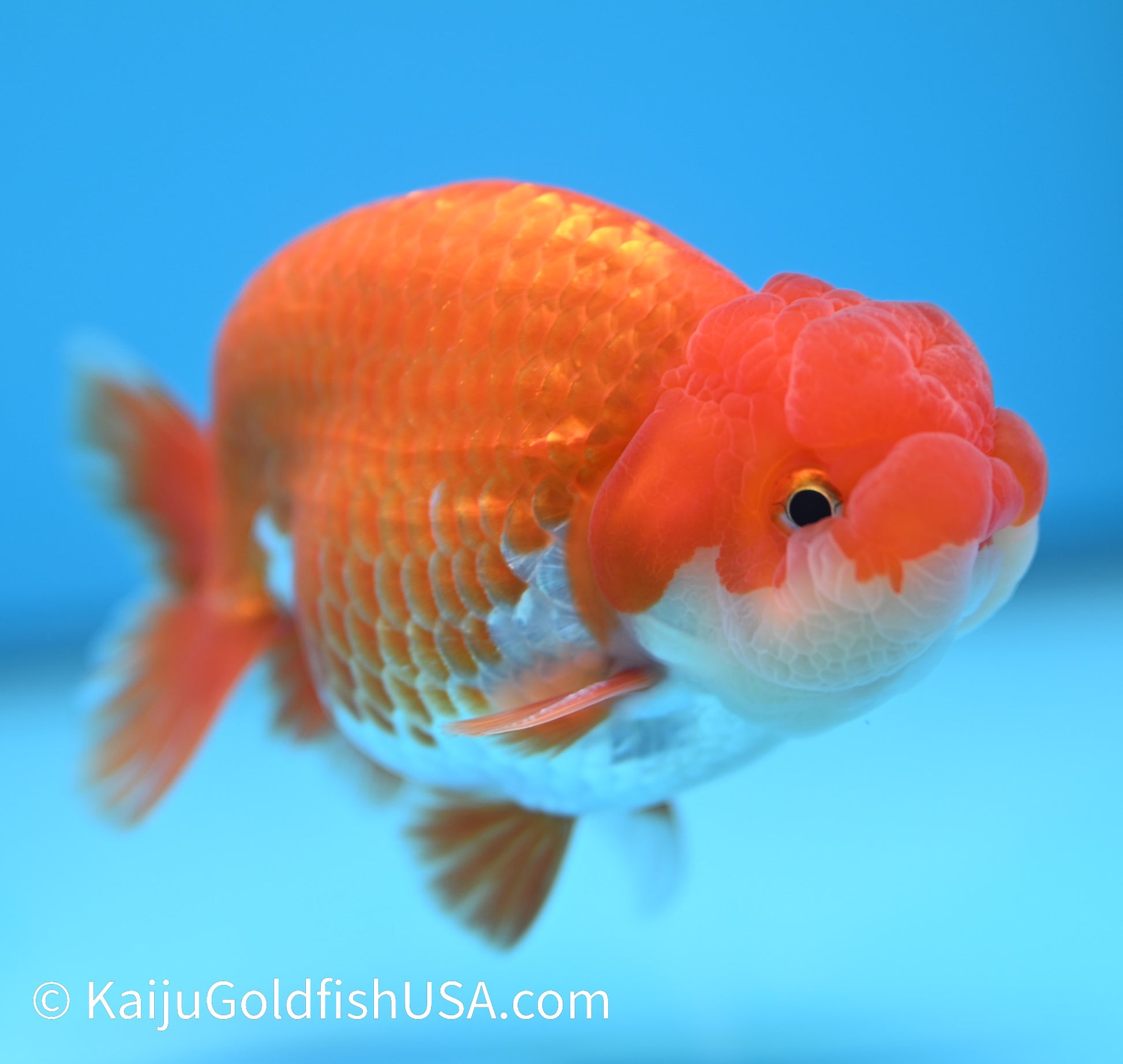 Red White Buffalo Ranchu 3.5-4 inches (240119_RC07) - Kaiju Goldfish USA