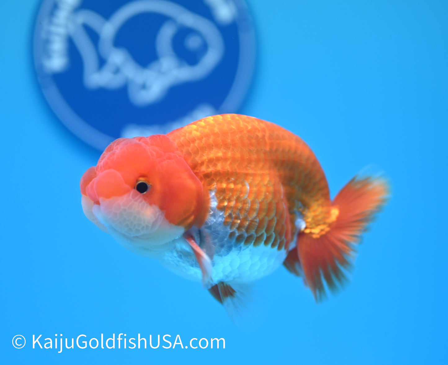 Red White Buffalo Ranchu 3.5-4 inches (240119_RC07) - Kaiju Goldfish USA