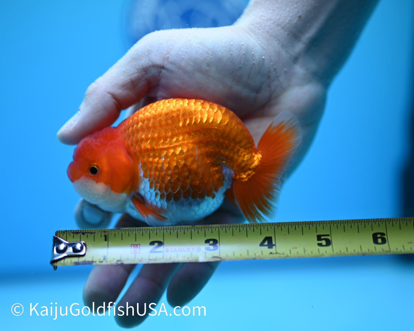 Red White Buffalo Ranchu 3.5-4 inches (240119_RC07) - Kaiju Goldfish USA