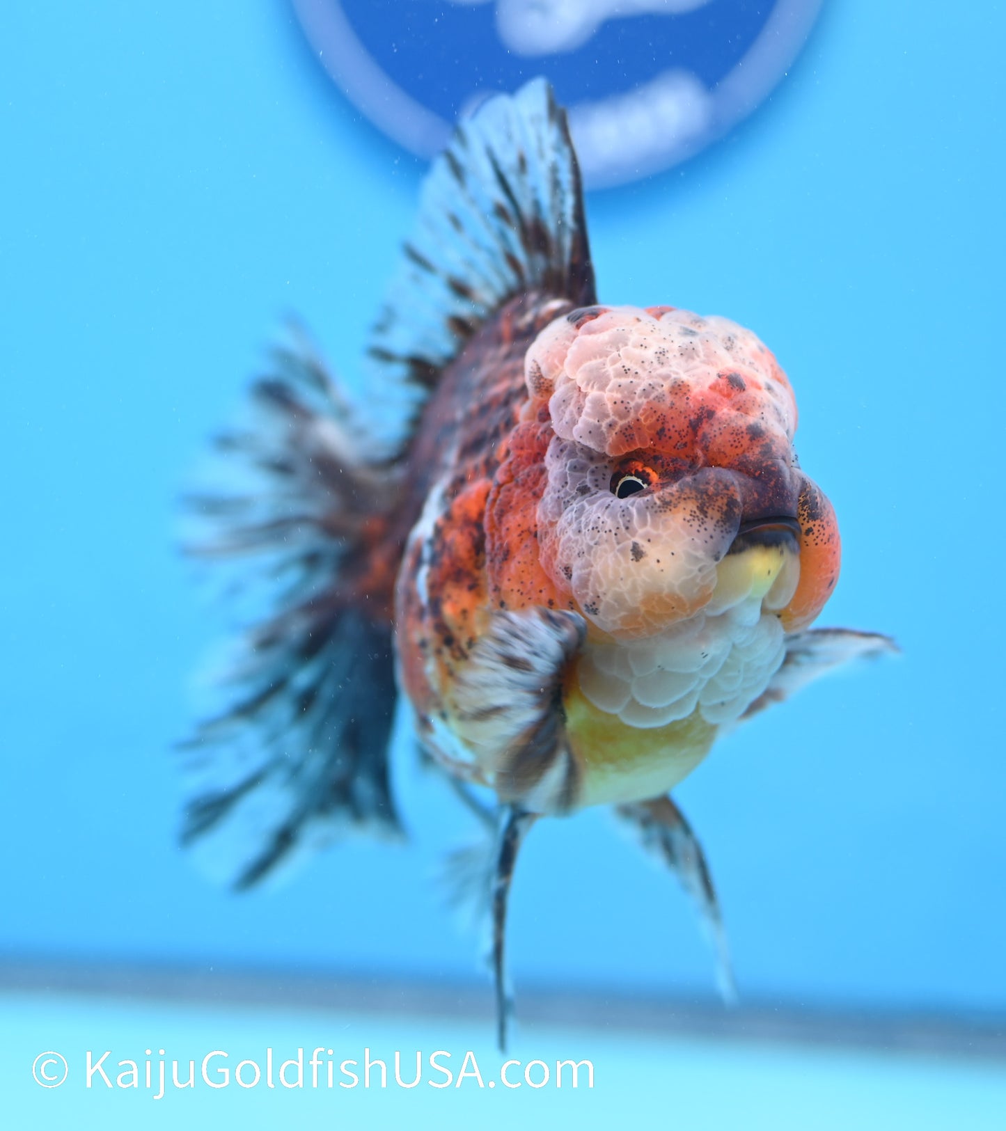 Tiger Calico Rose Tail Oranda 4.5 - 5 inches (240119_OR02) - Kaiju Goldfish USA