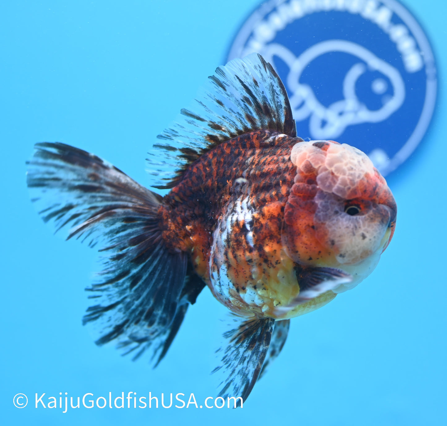 Tiger Calico Rose Tail Oranda 4.5 - 5 inches (240119_OR02) - Kaiju Goldfish USA