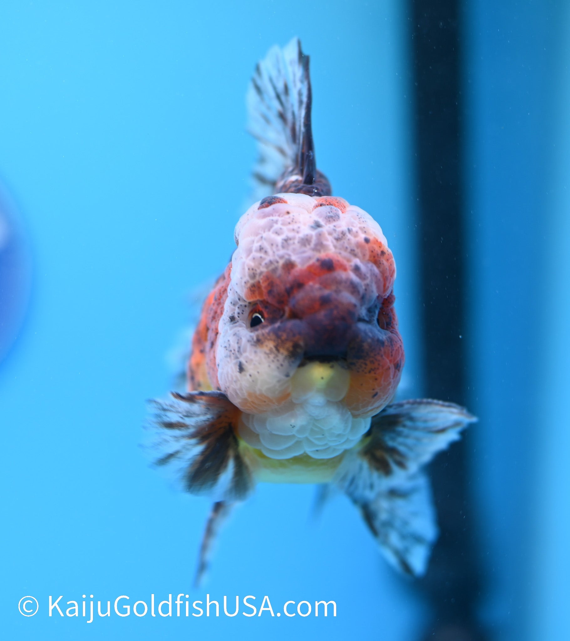 Tiger Calico Rose Tail Oranda 4.5 - 5 inches (240119_OR02) - Kaiju Goldfish USA