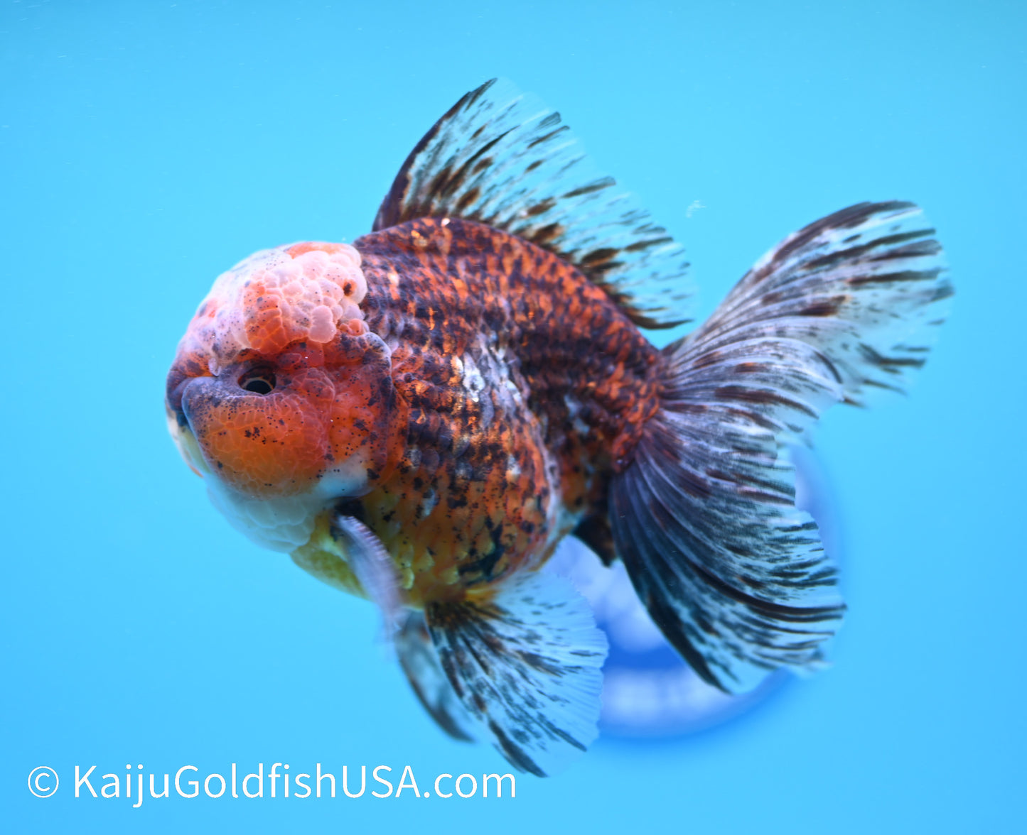 Tiger Calico Rose Tail Oranda 4.5 - 5 inches (240119_OR02) - Kaiju Goldfish USA