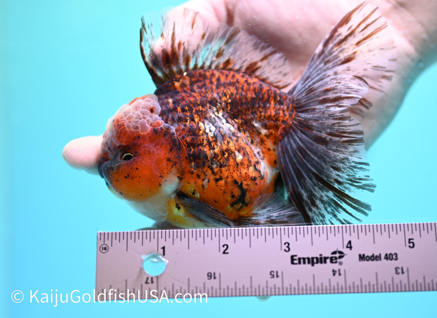 Tiger Calico Rose Tail Oranda 4.5 - 5 inches (240119_OR02) - Kaiju Goldfish USA