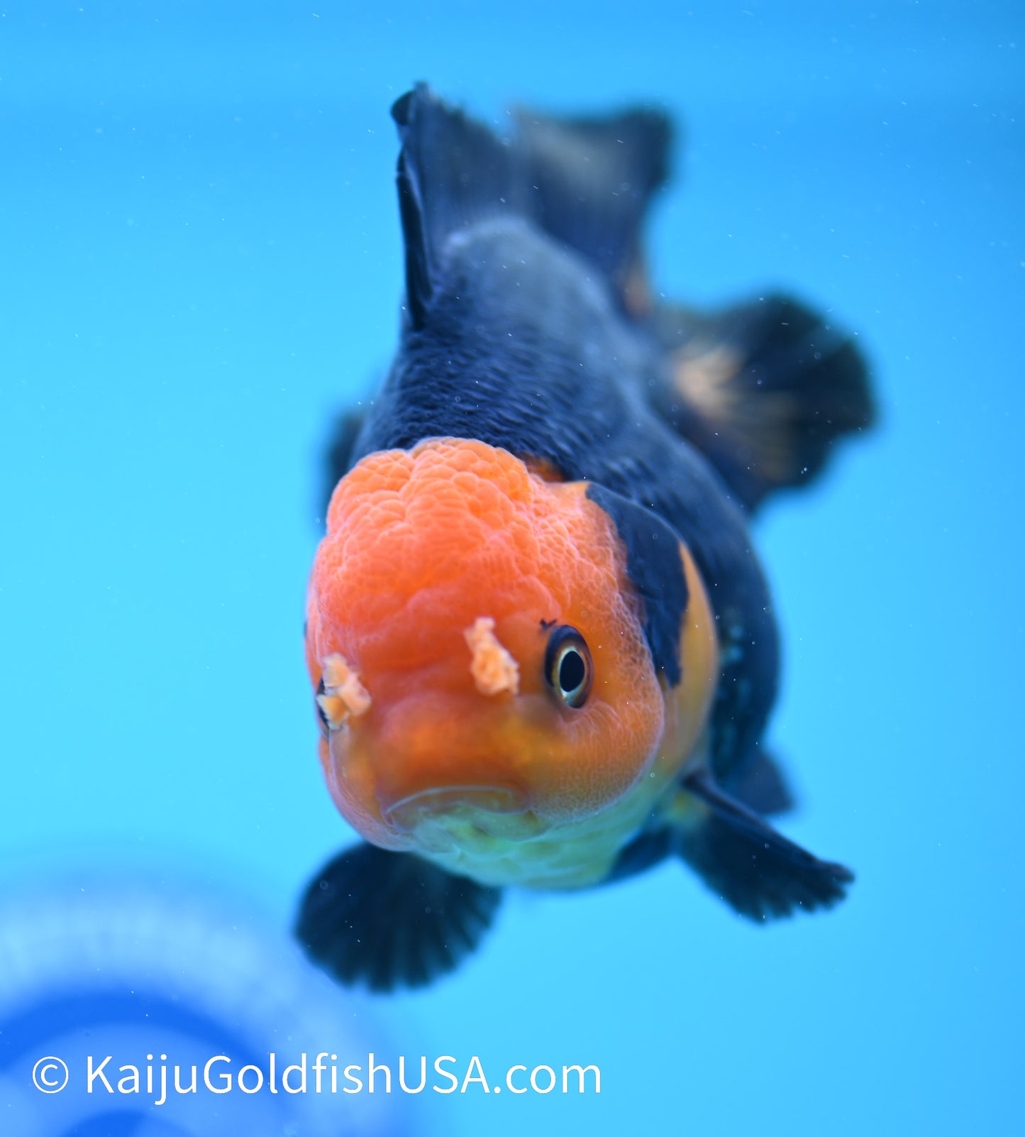 Red Head Black Oranda 4 - 4.5 inches (240119_OR03) - Kaiju Goldfish USA