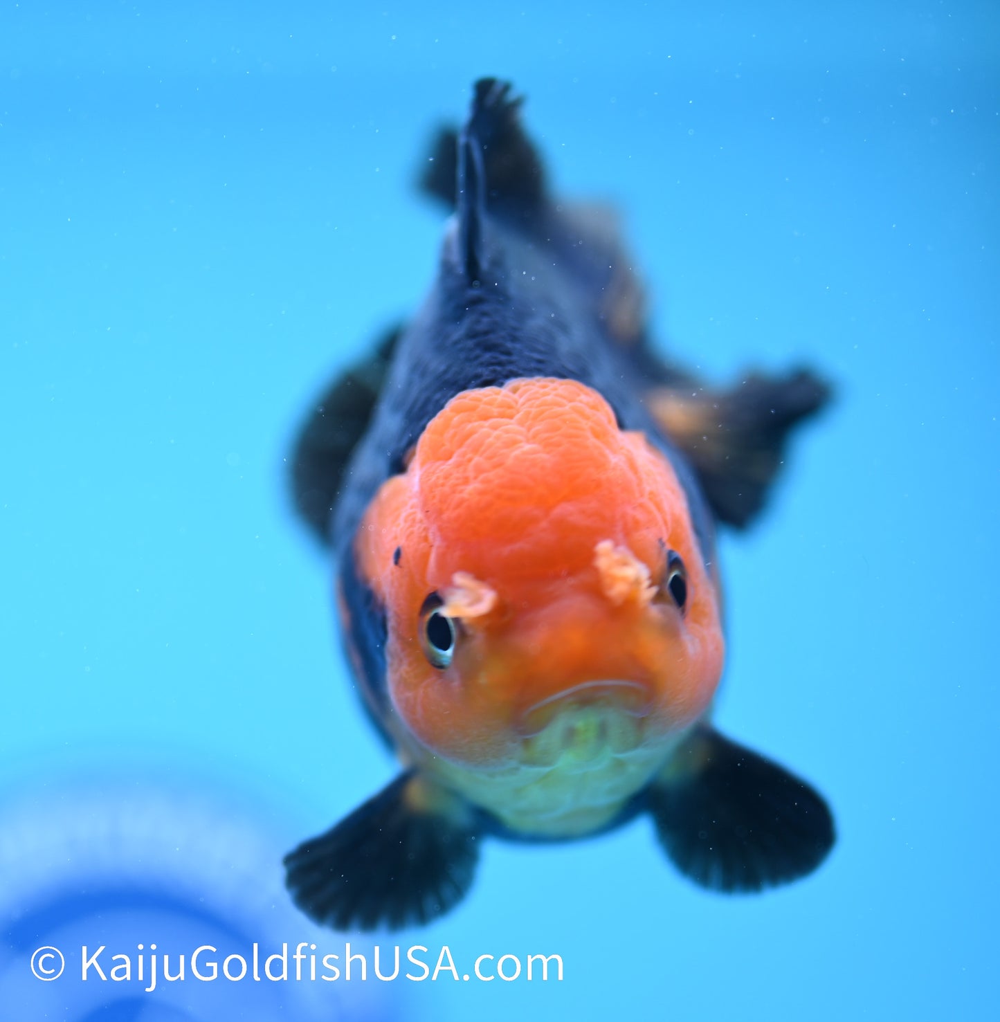 Red Head Black Oranda 4 - 4.5 inches (240119_OR03) - Kaiju Goldfish USA