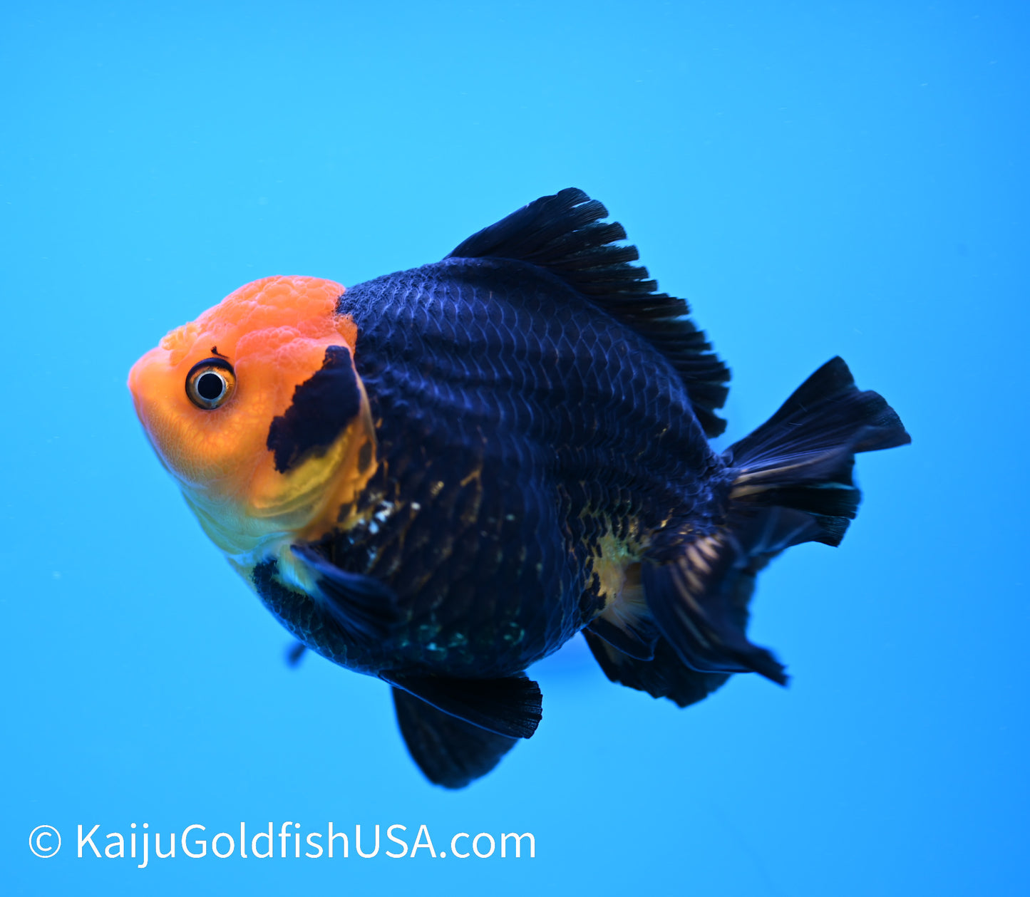 Red Head Black Oranda 4 - 4.5 inches (240119_OR03) - Kaiju Goldfish USA