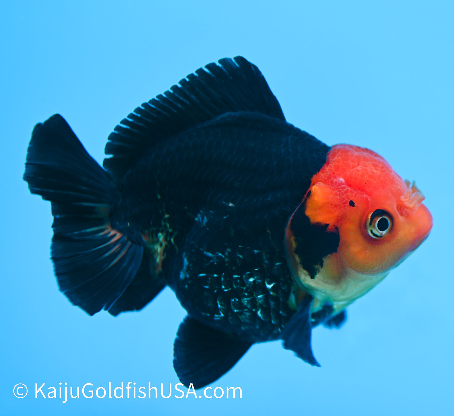 Red Head Black Oranda 4 - 4.5 inches (240119_OR03) - Kaiju Goldfish USA