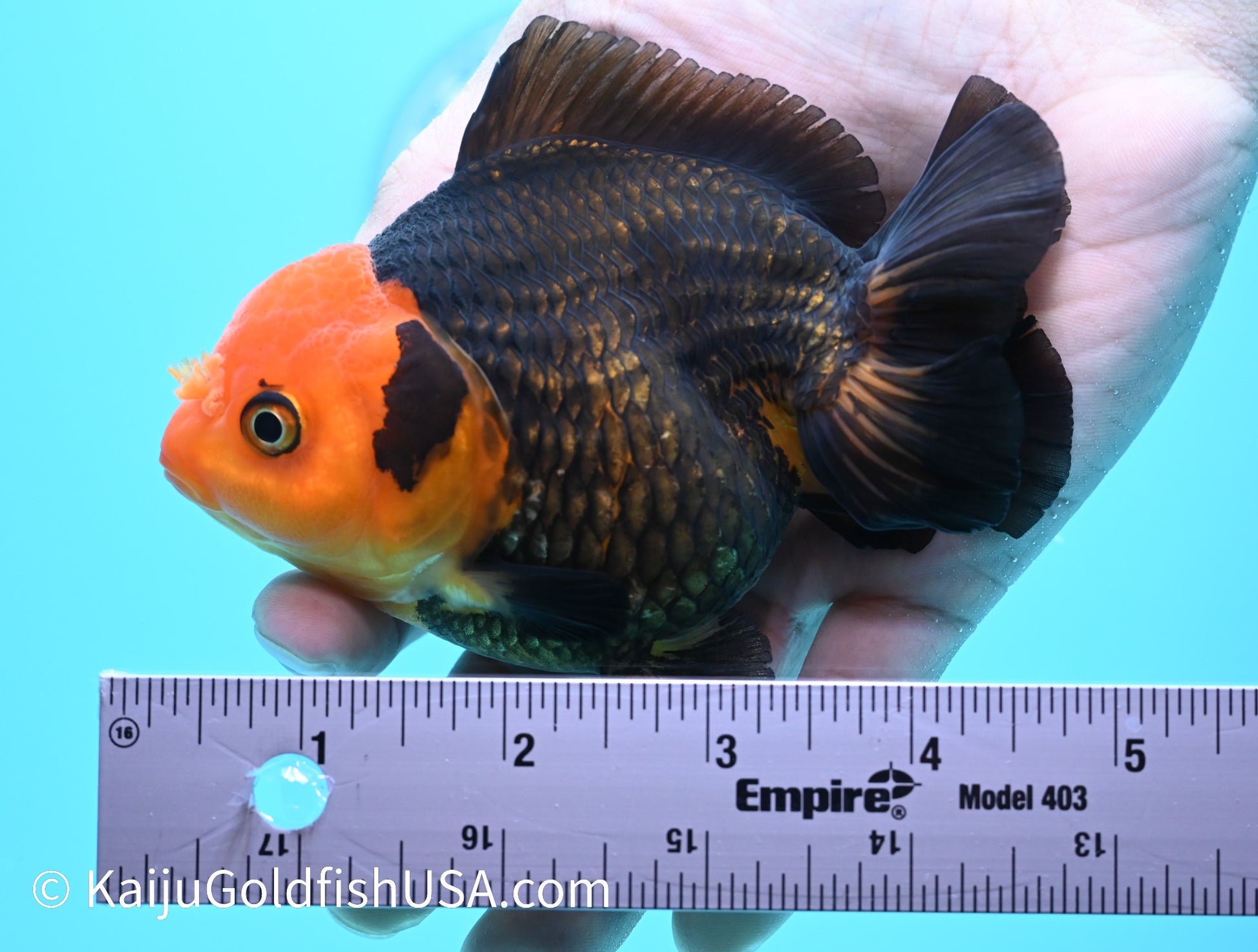 Red Head Black Oranda 4 - 4.5 inches (240119_OR03) - Kaiju Goldfish USA