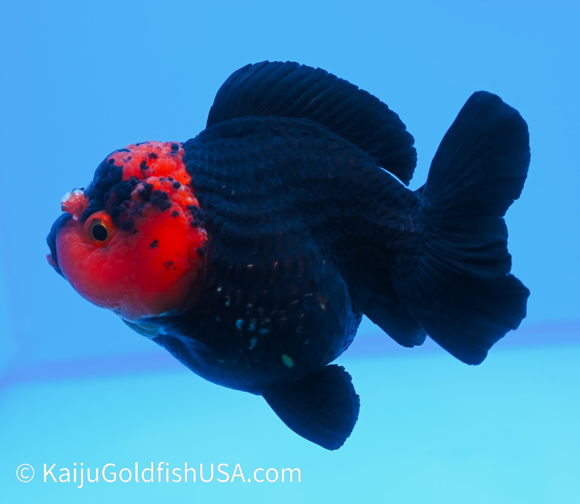 Red Head Black Oranda 4 - 4.5 inches (240119_OR04) - Kaiju Goldfish USA