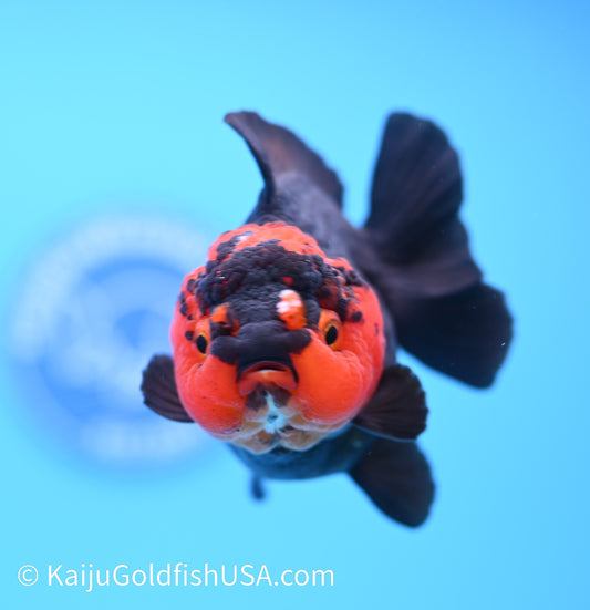 Red Head Black Oranda 4 - 4.5 inches (240119_OR04) - Kaiju Goldfish USA