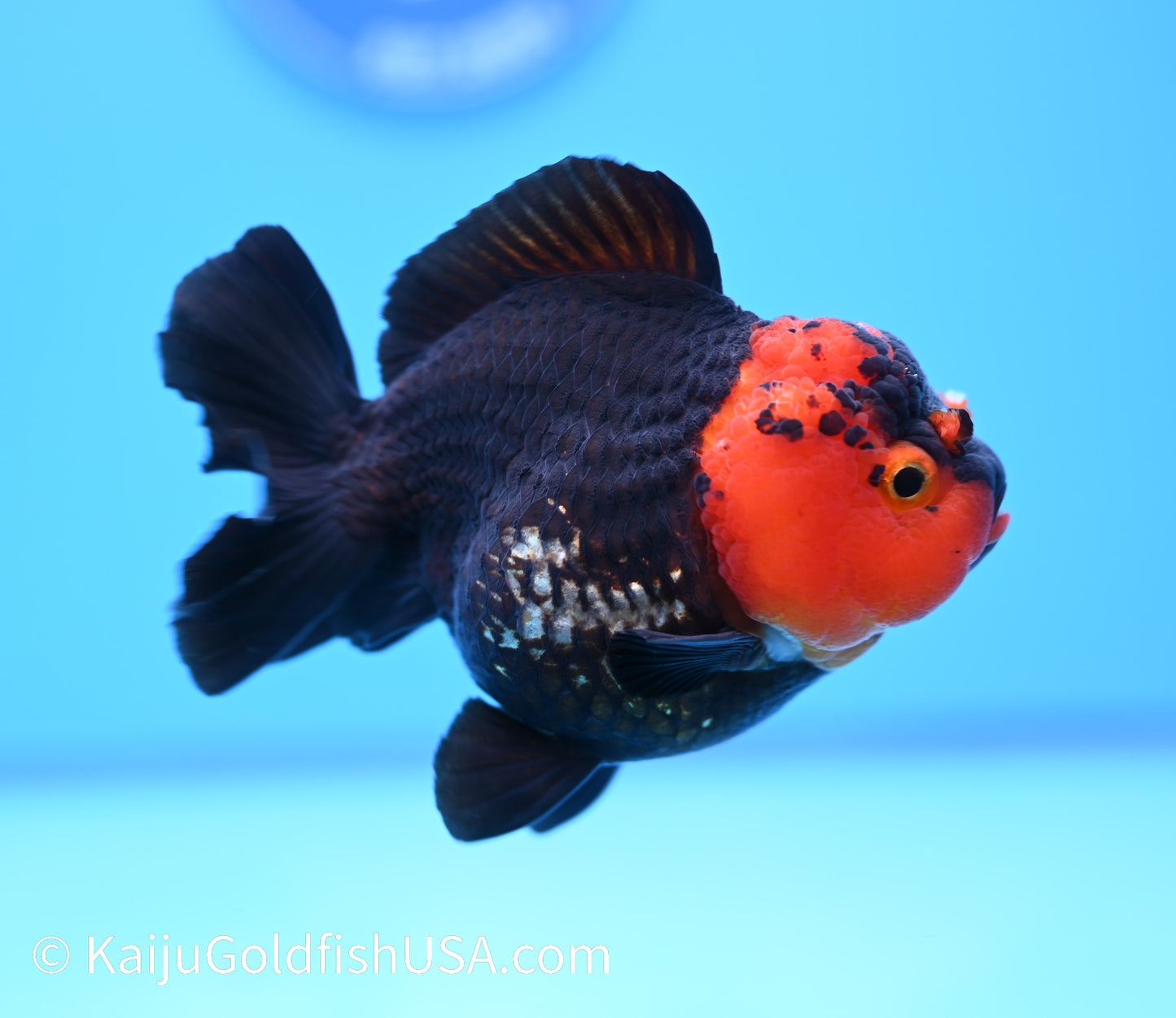 Red Head Black Oranda 4 - 4.5 inches (240119_OR04) - Kaiju Goldfish USA