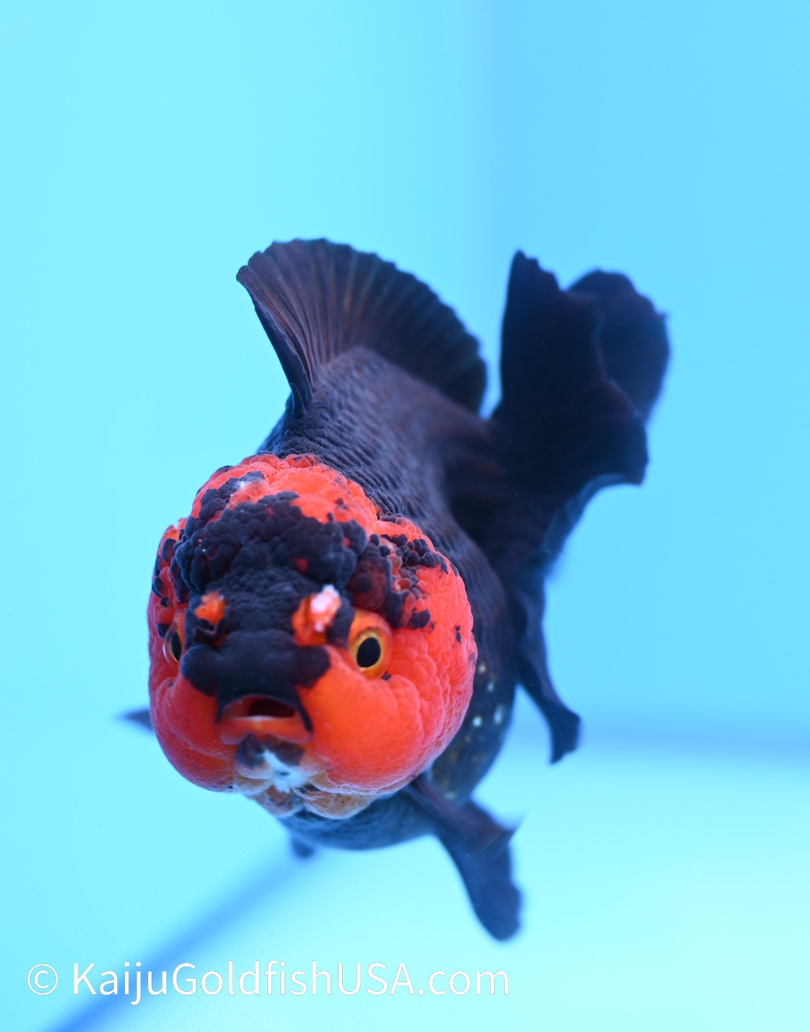 Red Head Black Oranda 4 - 4.5 inches (240119_OR04) - Kaiju Goldfish USA