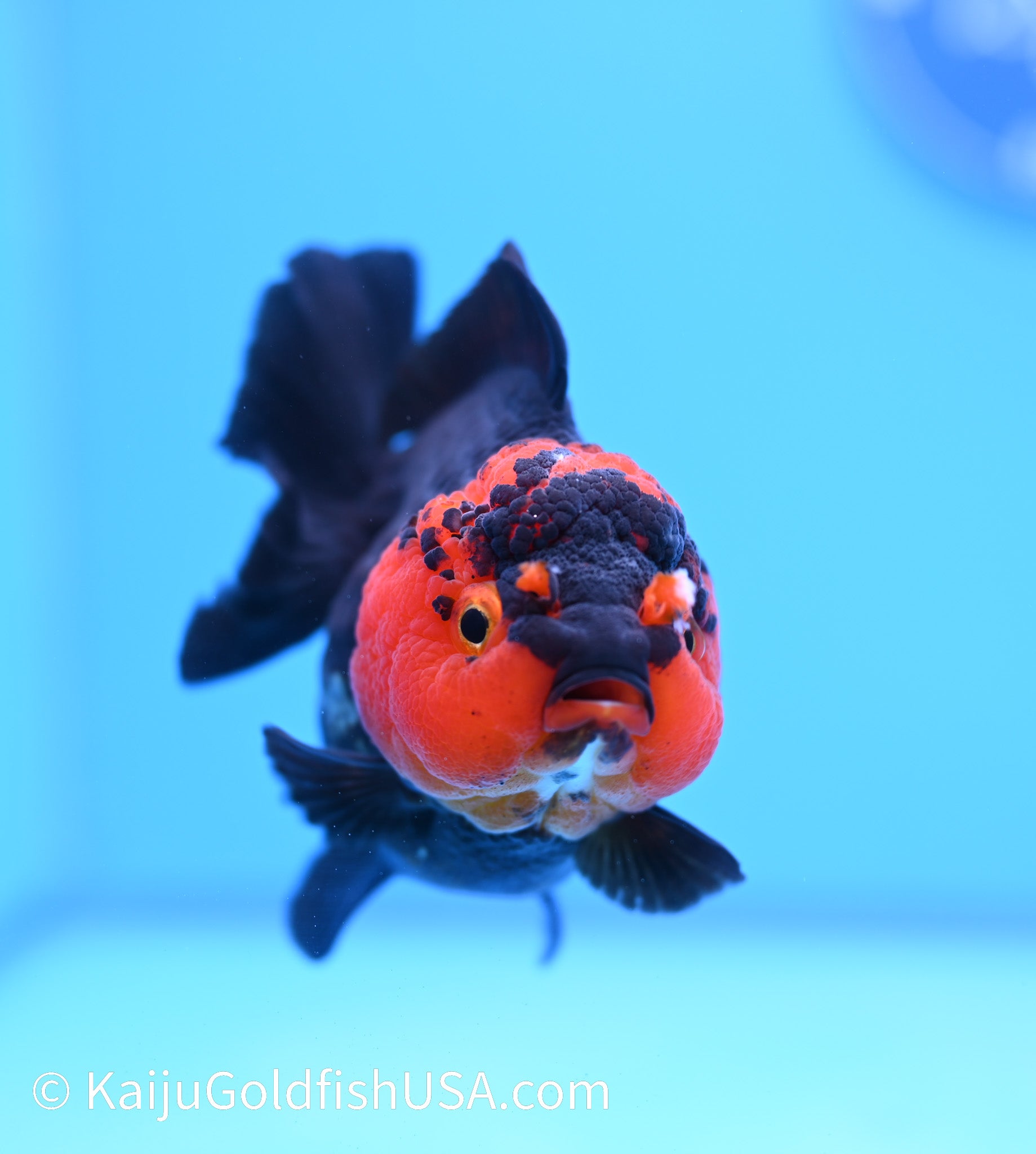 Red Head Black Oranda 4 - 4.5 inches (240119_OR04) - Kaiju Goldfish USA