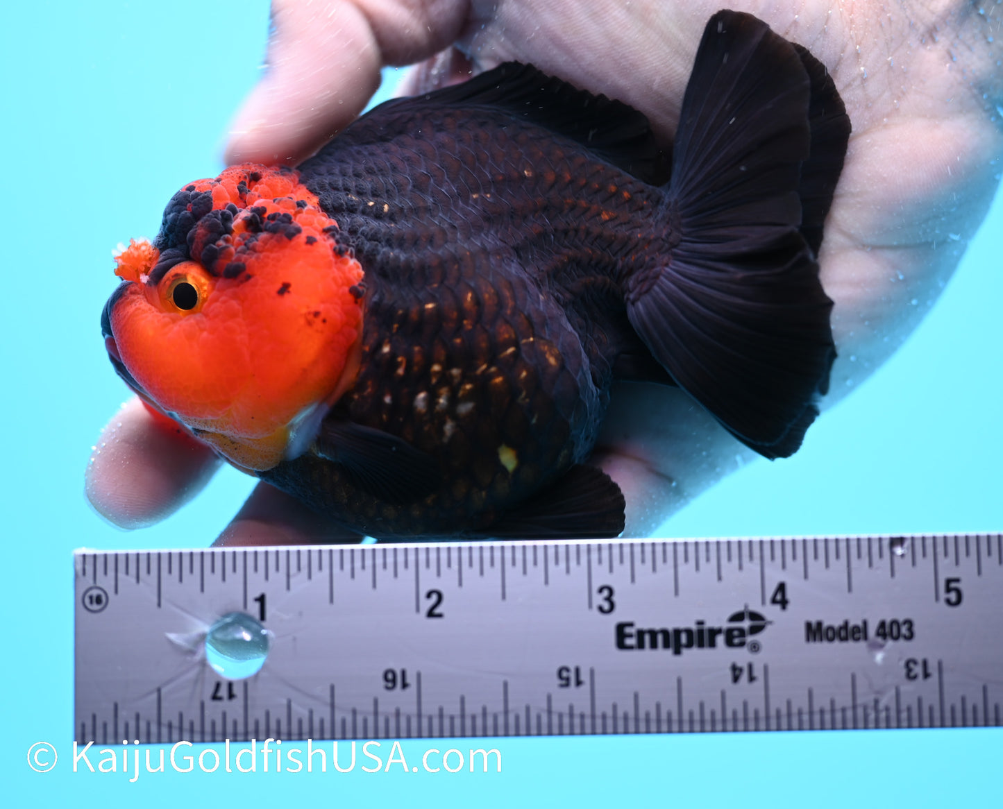 Red Head Black Oranda 4 - 4.5 inches (240119_OR04) - Kaiju Goldfish USA