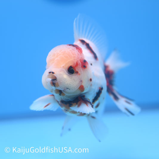 Tricolor Lava YuanBao Oranda 4.5 - 5 inches (240119_OR05) - Kaiju Goldfish USA