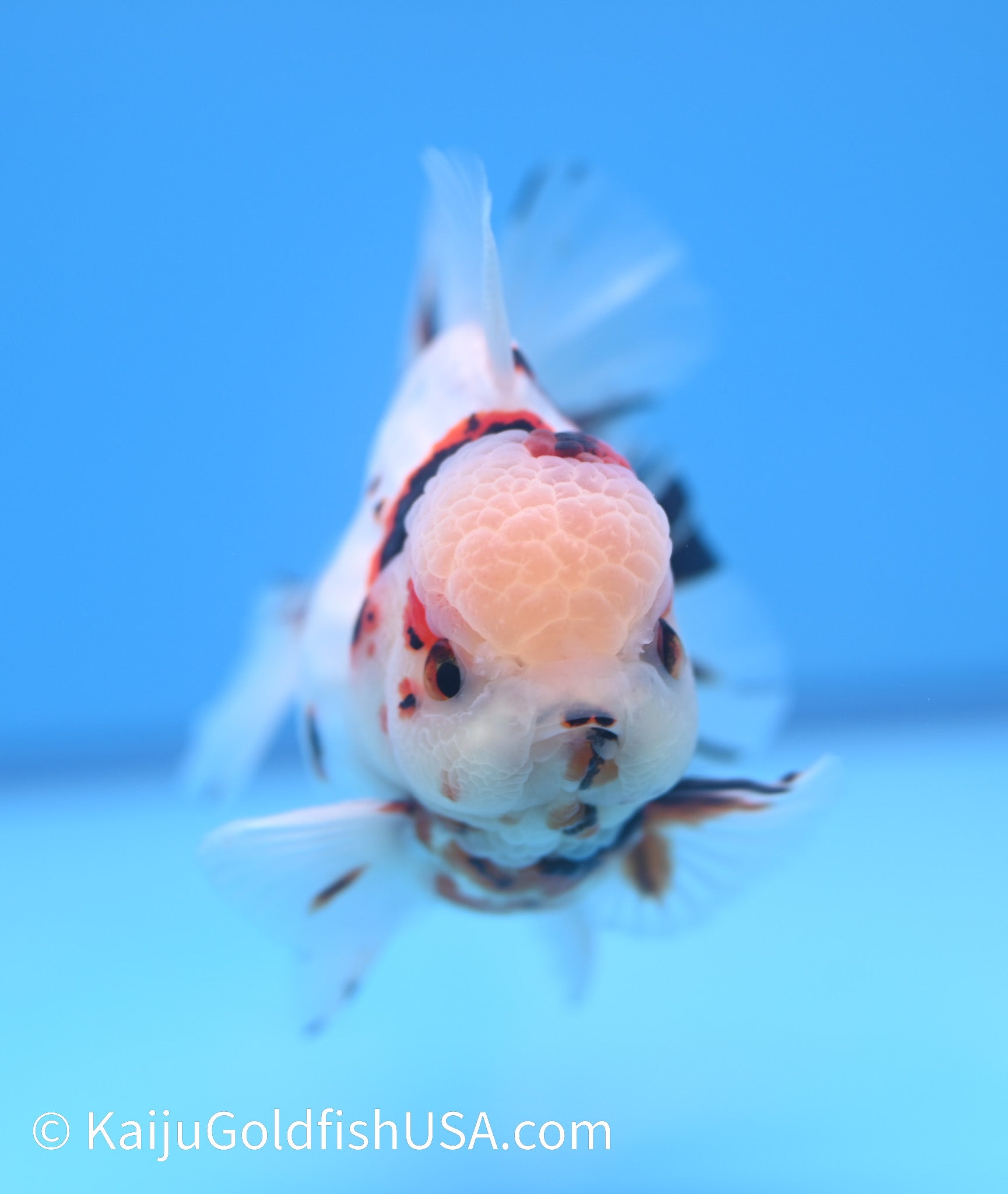 Tricolor Lava YuanBao Oranda 4.5 - 5 inches (240119_OR05) - Kaiju Goldfish USA