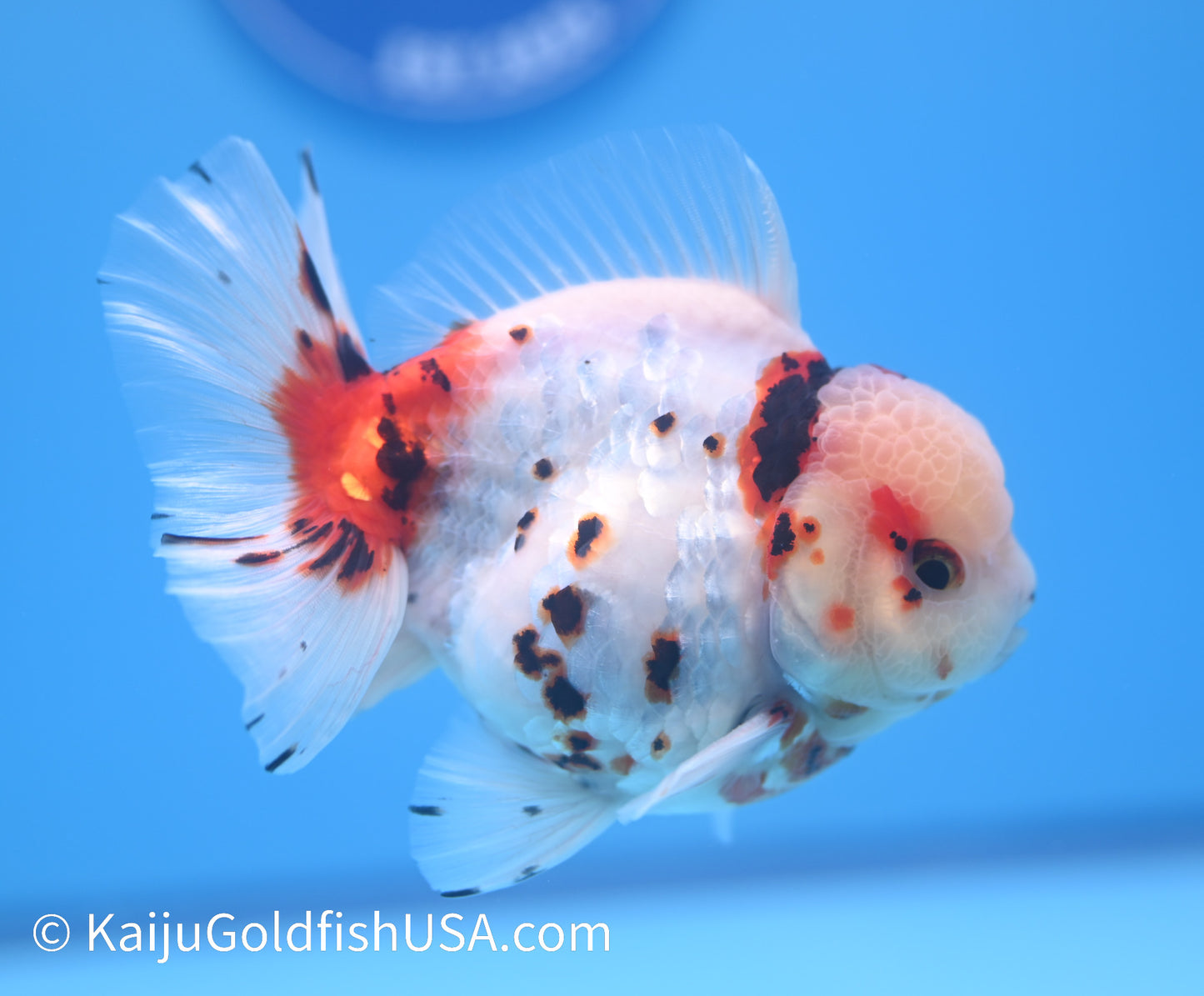 Tricolor Lava YuanBao Oranda 4.5 - 5 inches (240119_OR05) - Kaiju Goldfish USA