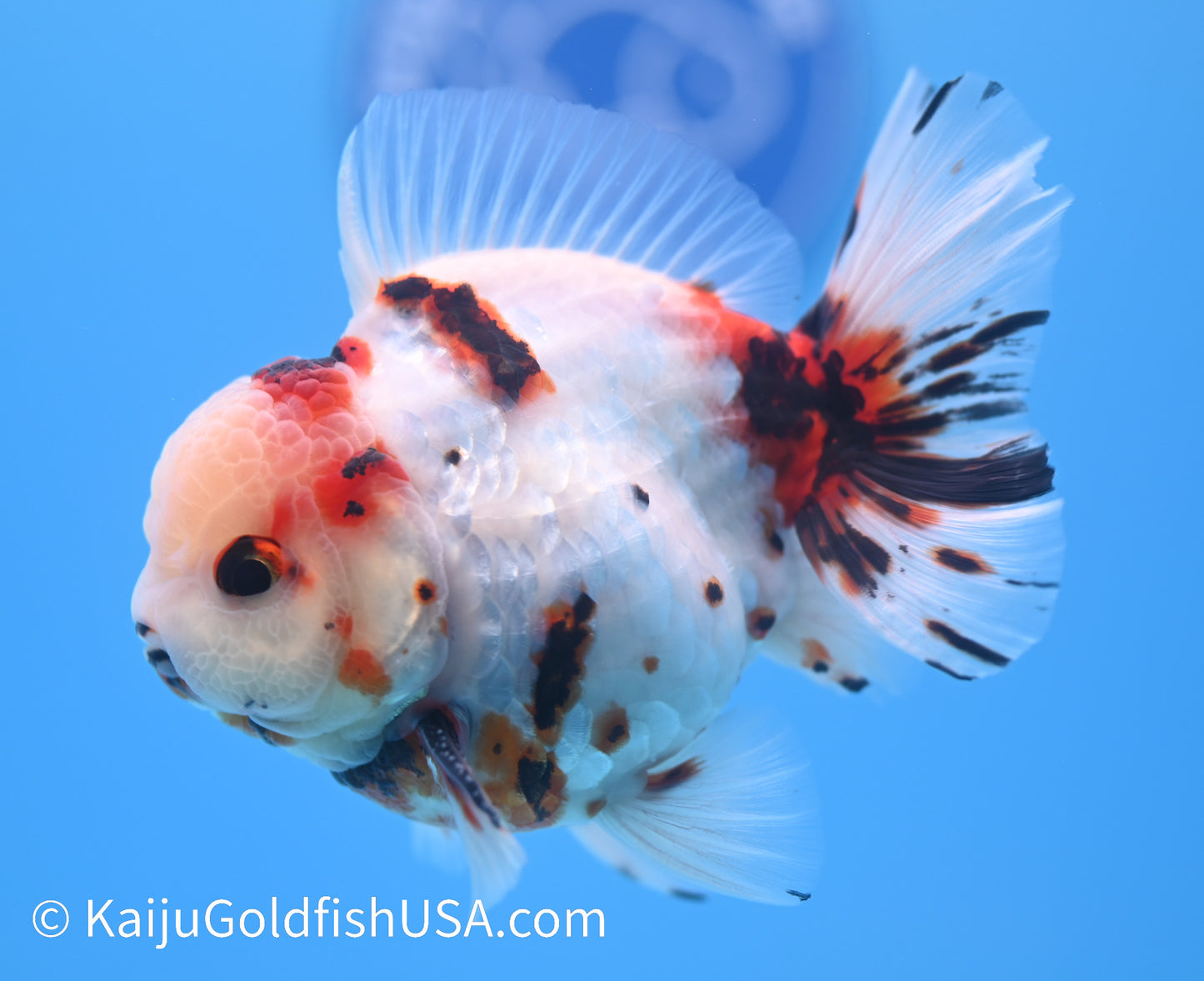 Tricolor Lava YuanBao Oranda 4.5 - 5 inches (240119_OR05) - Kaiju Goldfish USA