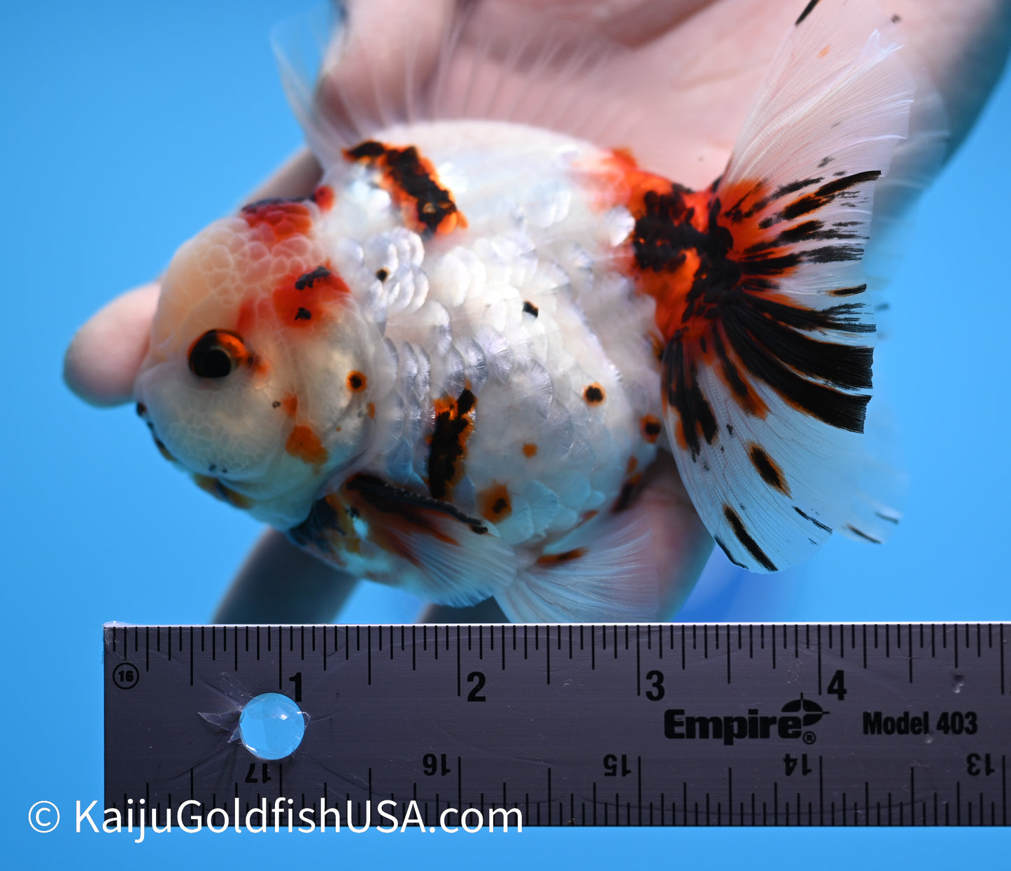 Tricolor Lava YuanBao Oranda 4.5 - 5 inches (240119_OR05) - Kaiju Goldfish USA