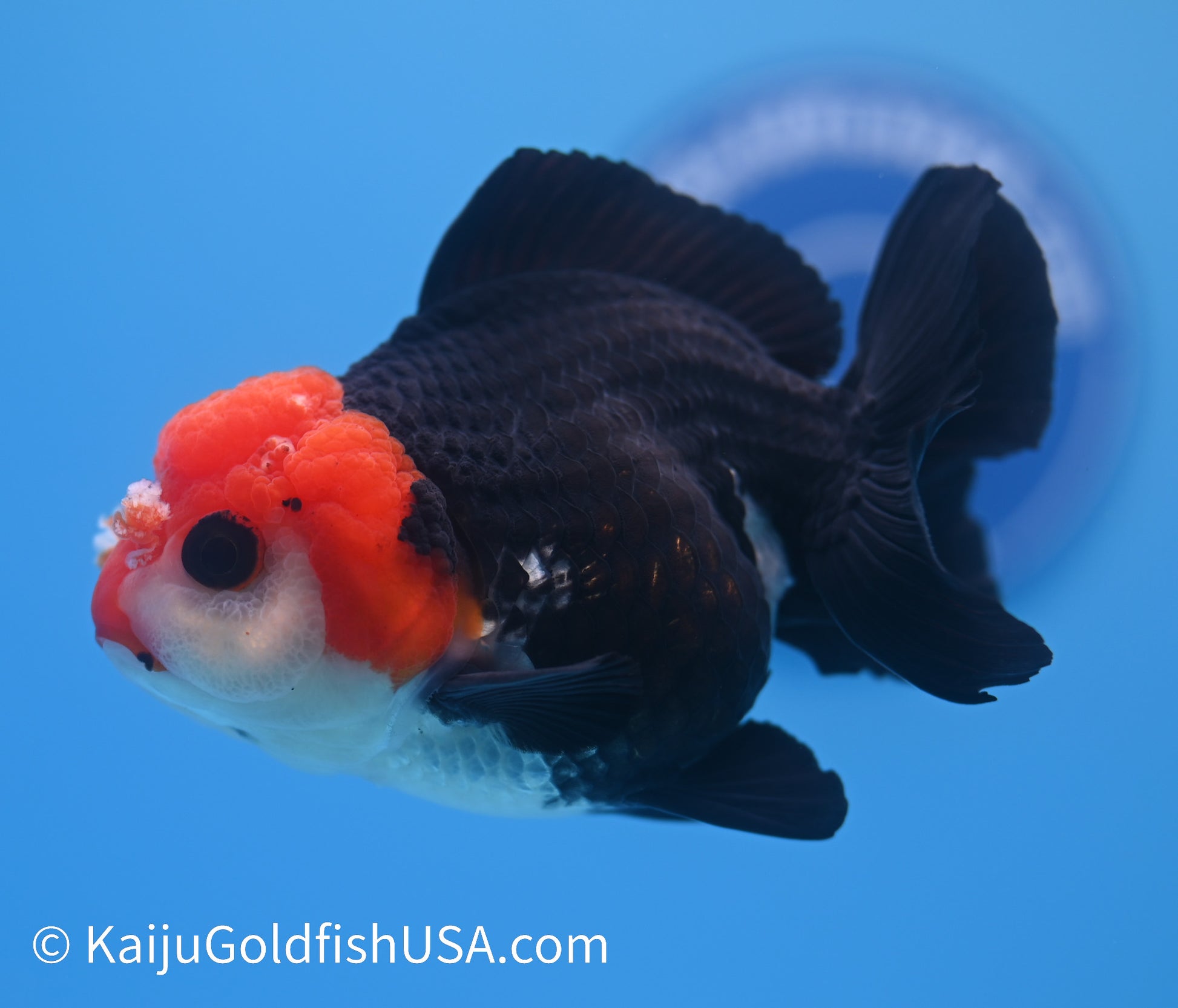 Tricolor Red Head Oranda 4 - 4.5 inches (240119_OR06) - Kaiju Goldfish USA