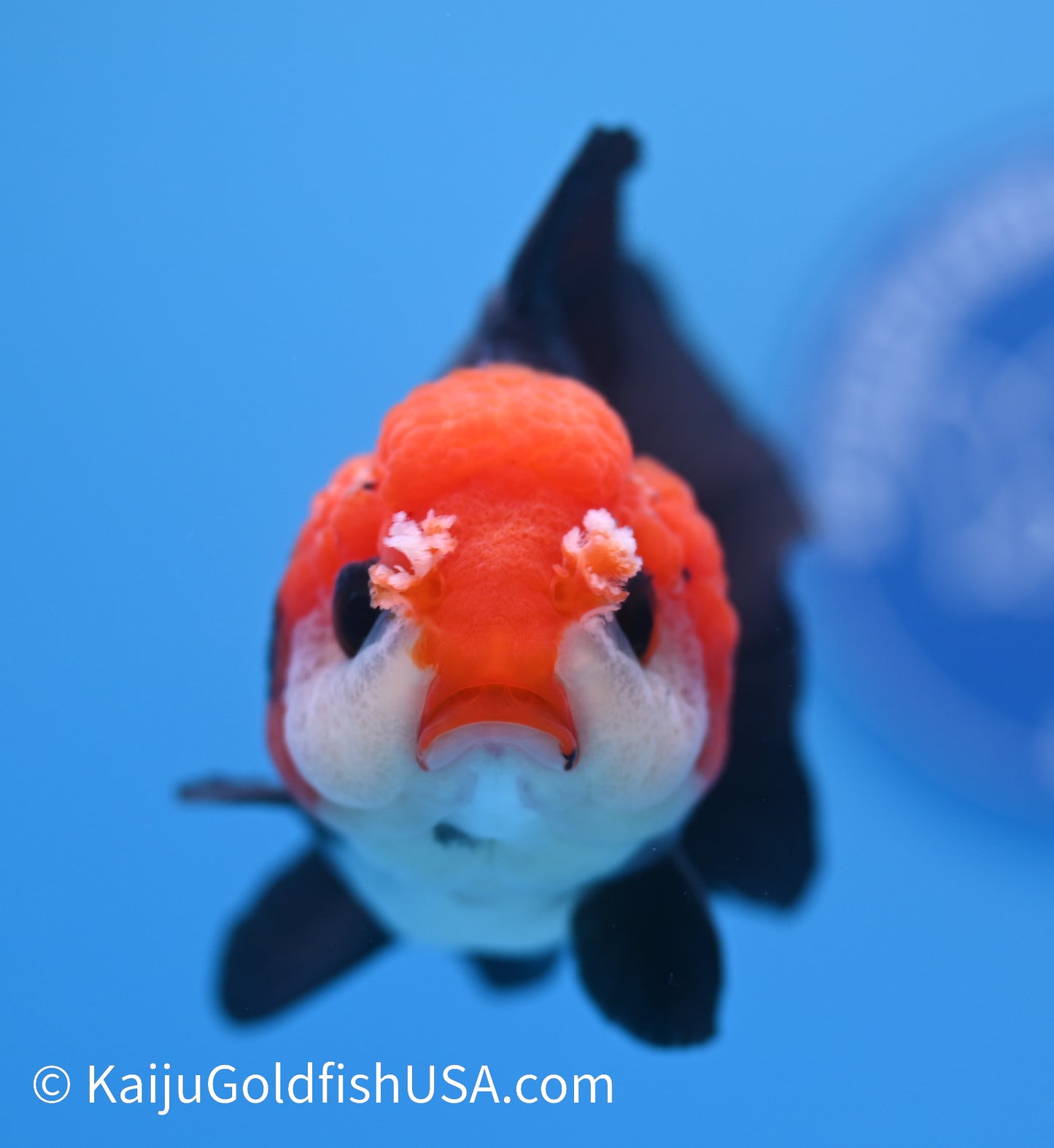 Tricolor Red Head Oranda 4 - 4.5 inches (240119_OR06) - Kaiju Goldfish USA