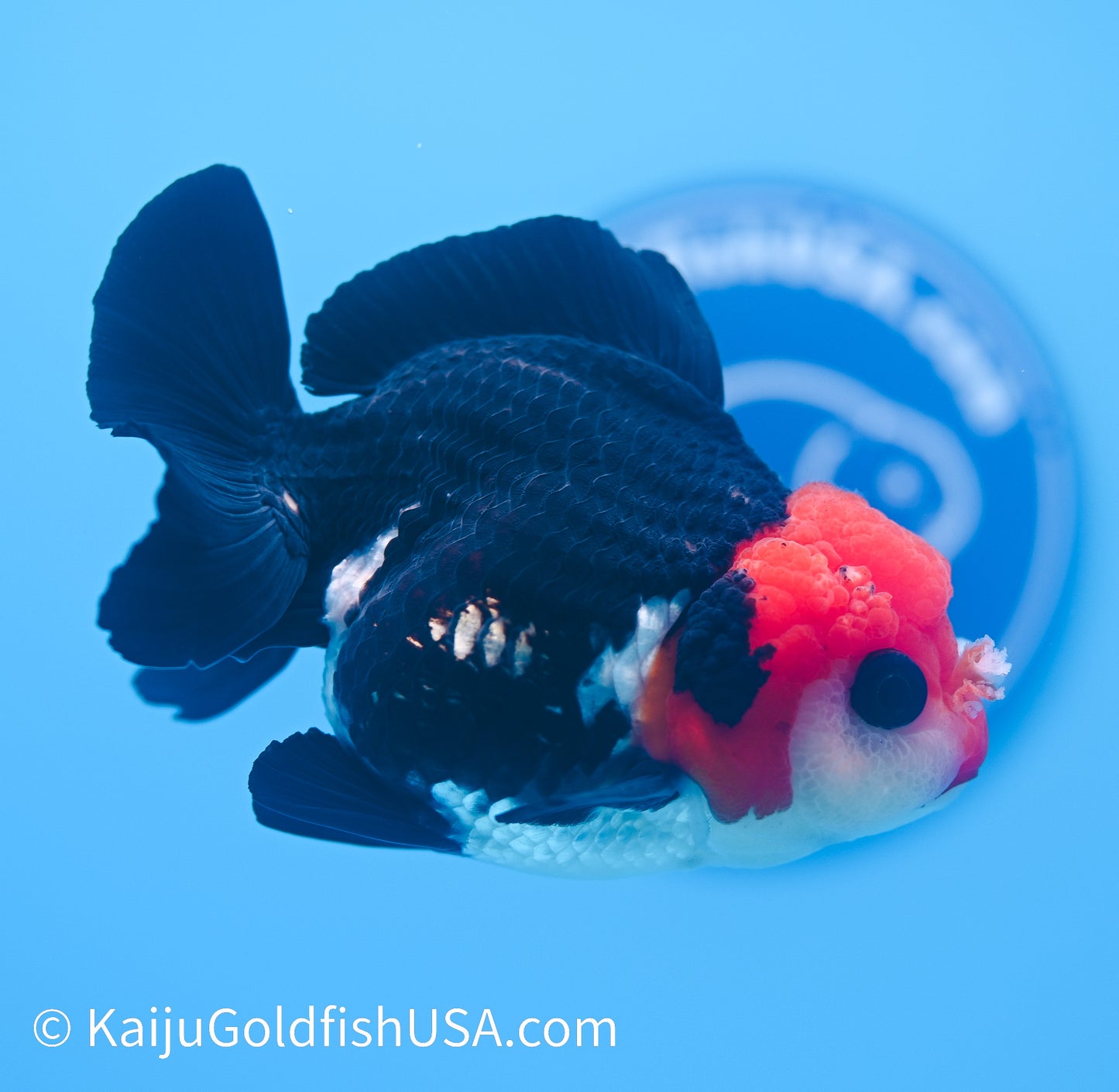 Tricolor Red Head Oranda 4 - 4.5 inches (240119_OR06) - Kaiju Goldfish USA