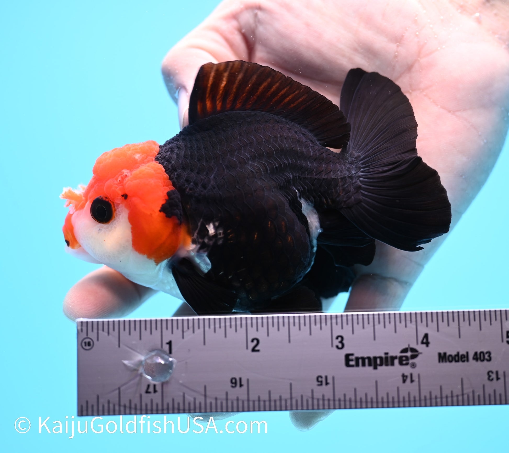 Tricolor Red Head Oranda 4 - 4.5 inches (240119_OR06) - Kaiju Goldfish USA