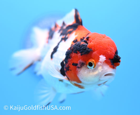 Tricolor Tiger YuanBao Oranda 4.5-5 inches (240119_OR07) - Kaiju Goldfish USA