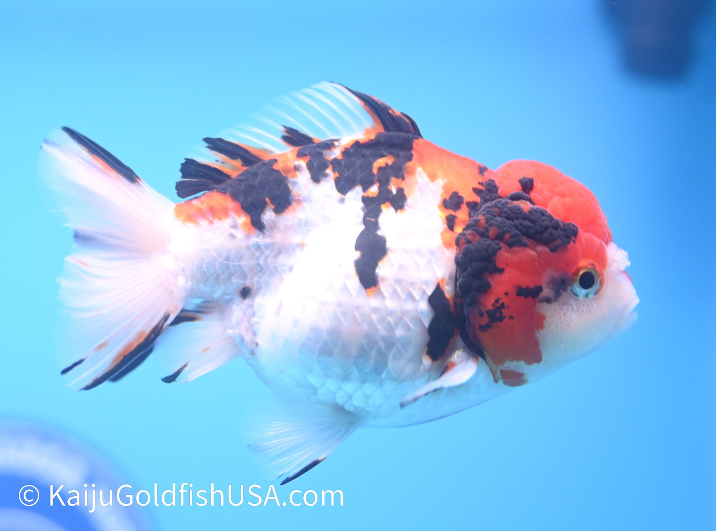 Tricolor Tiger YuanBao Oranda 4.5-5 inches (240119_OR07) - Kaiju Goldfish USA