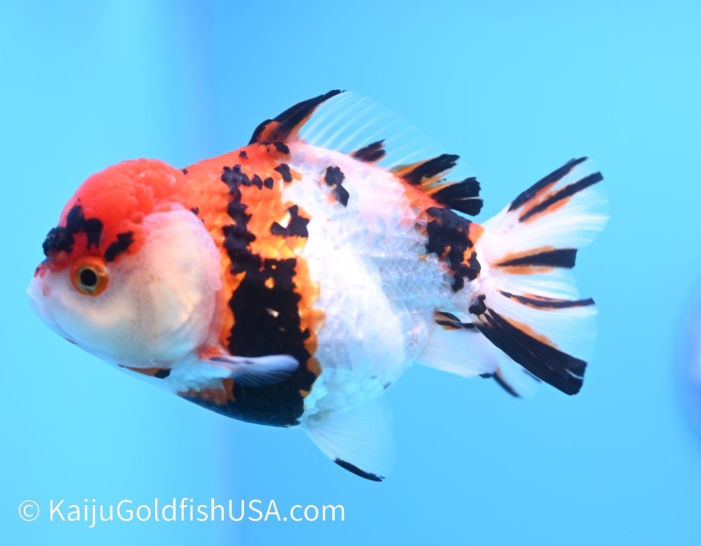 Tricolor Tiger YuanBao Oranda 4.5-5 inches (240119_OR07) - Kaiju Goldfish USA