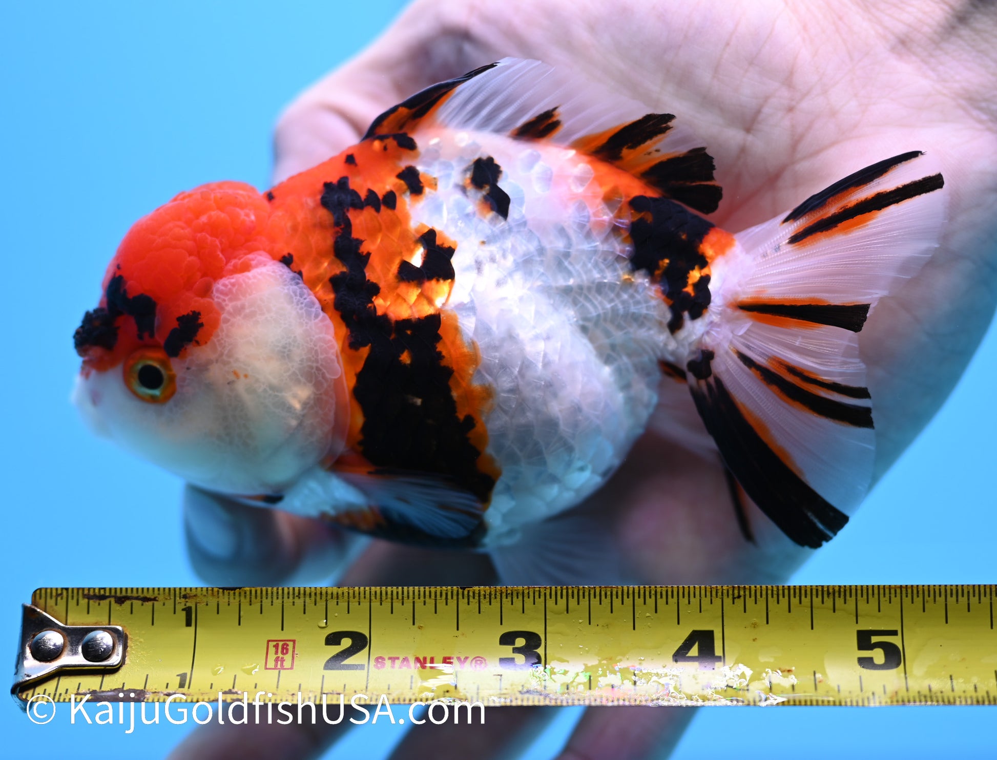 Tricolor Tiger YuanBao Oranda 4.5-5 inches (240119_OR07) - Kaiju Goldfish USA