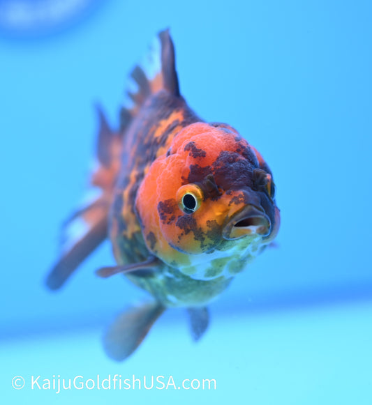Bronze Tiger YuanBao Oranda 4.5-5 inches (240119_OR08) - Kaiju Goldfish USA