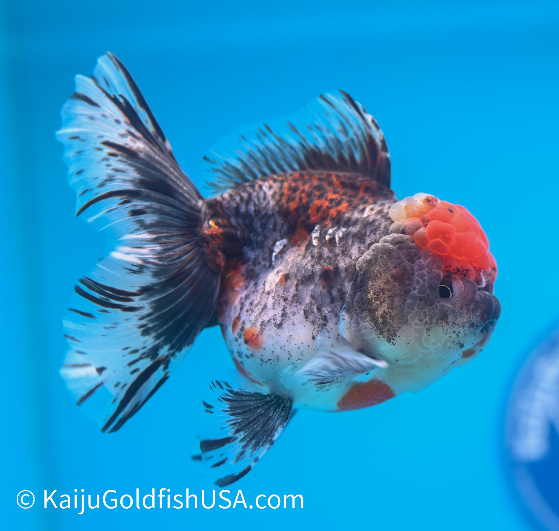 Kirin Rose Tail Oranda 3.5 - 4 inches (240119_OR09) - Kaiju Goldfish USA