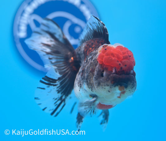 Kirin Rose Tail Oranda 3.5 - 4 inches (240119_OR09) - Kaiju Goldfish USA