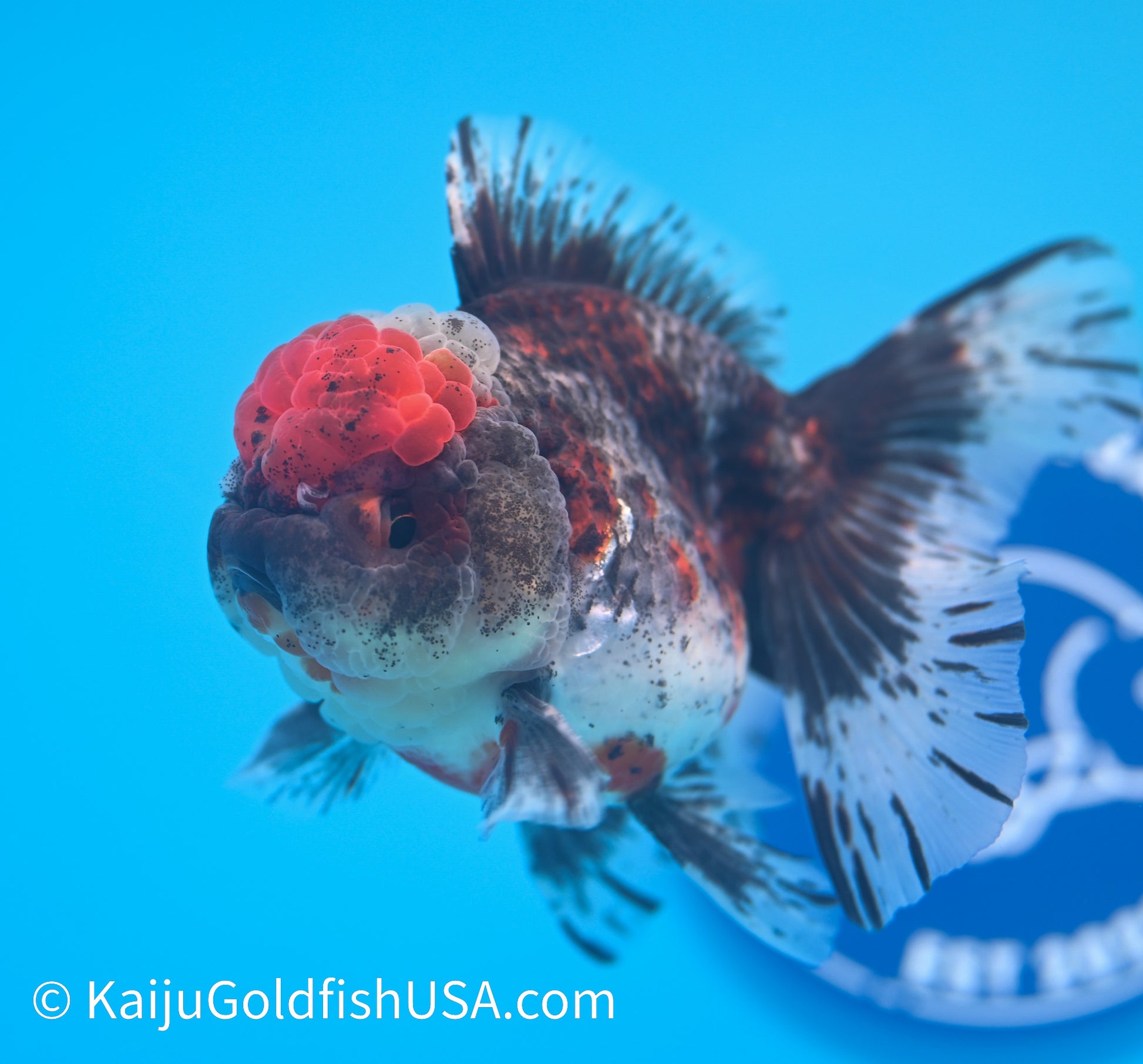 Kirin Rose Tail Oranda 3.5 - 4 inches (240119_OR09) - Kaiju Goldfish USA