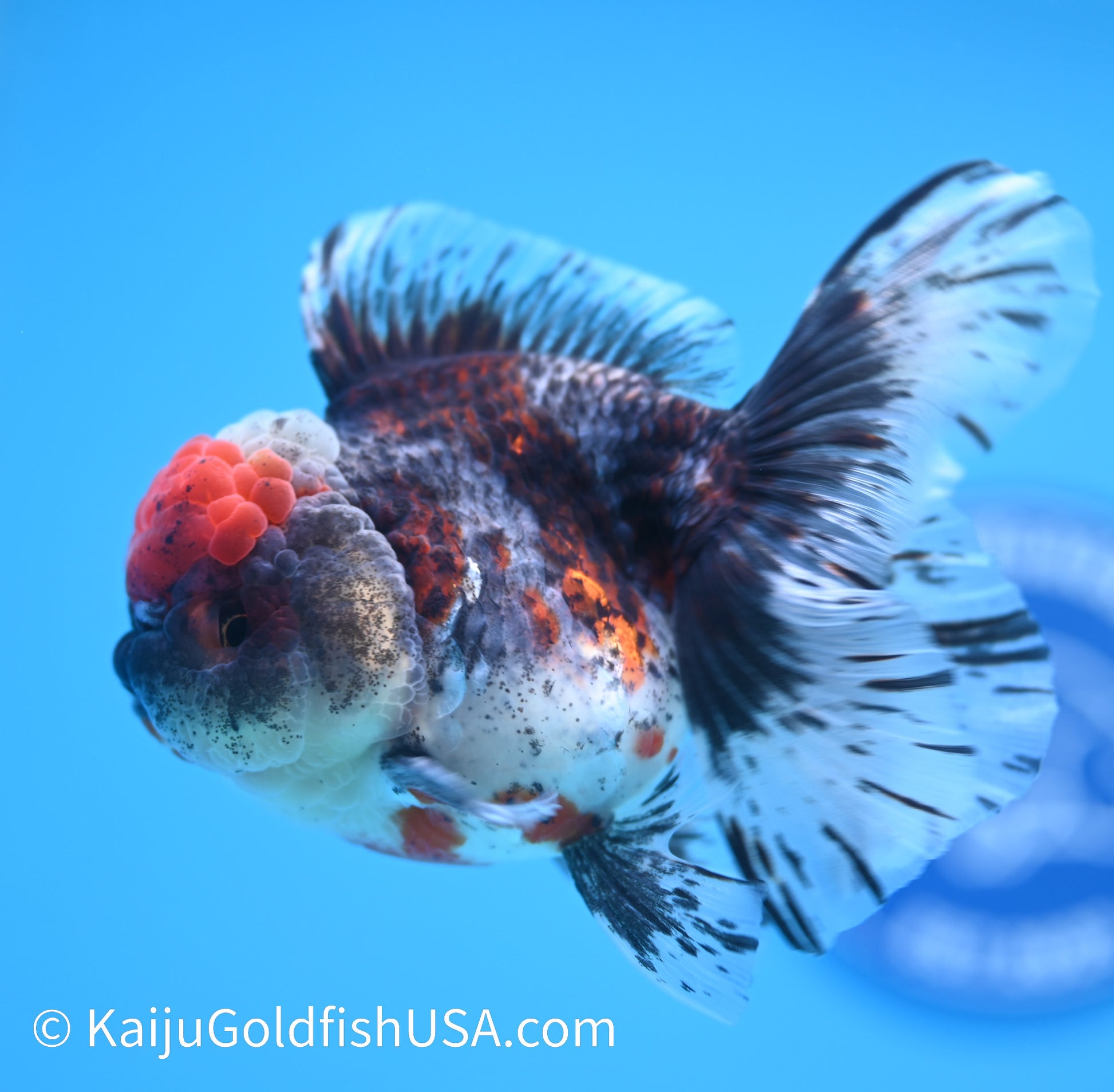 Kirin Rose Tail Oranda 3.5 - 4 inches (240119_OR09) - Kaiju Goldfish USA