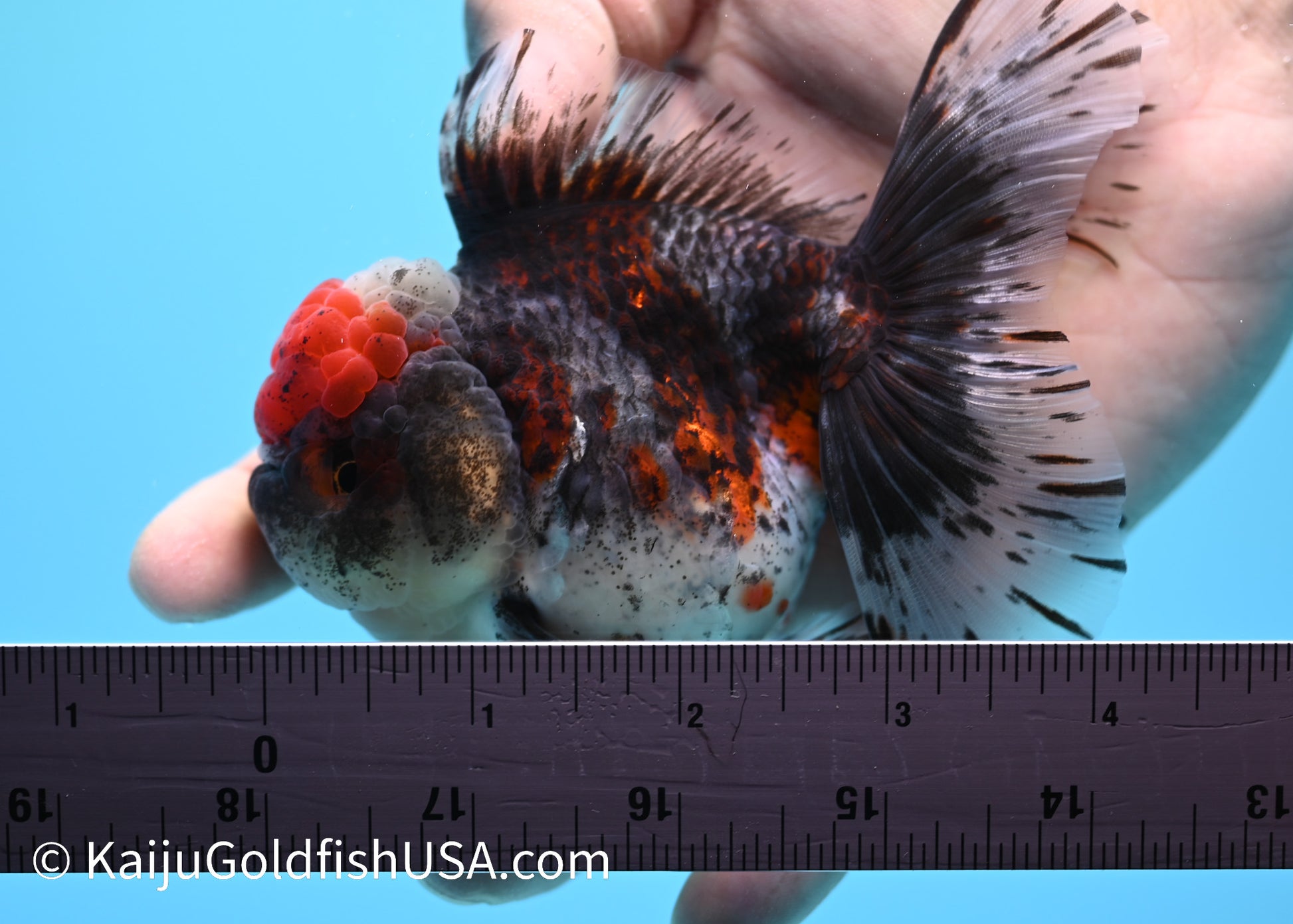 Kirin Rose Tail Oranda 3.5 - 4 inches (240119_OR09) - Kaiju Goldfish USA